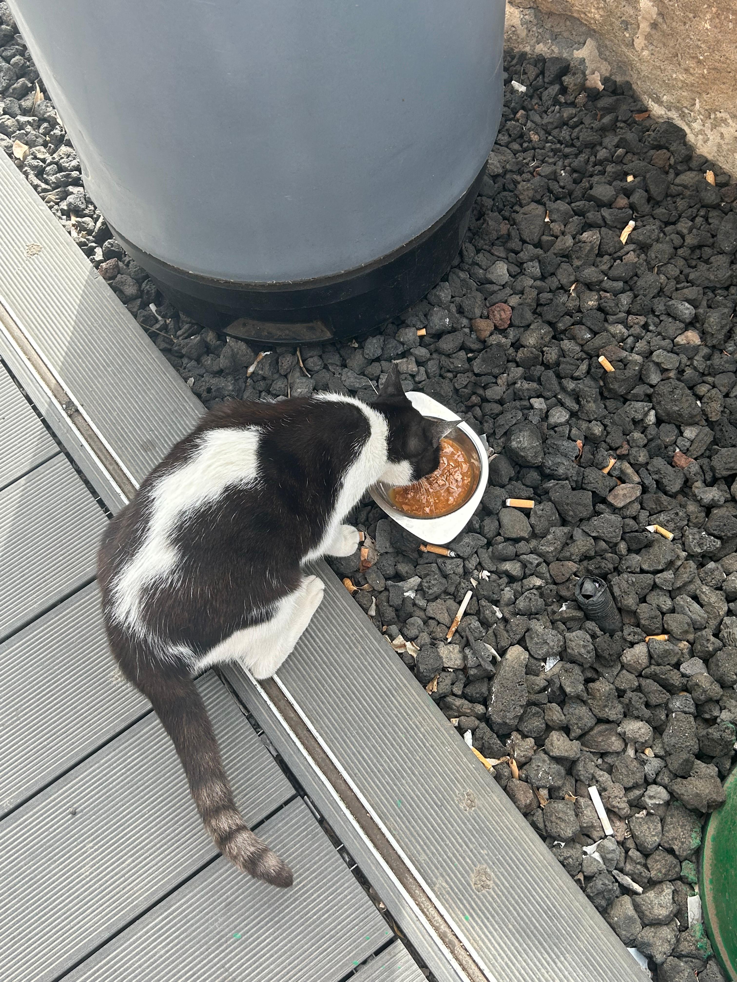 FELINE AID AND CALETA HARBOUR CATS - FUERTEVENTURA campaign photo, 6 of 8