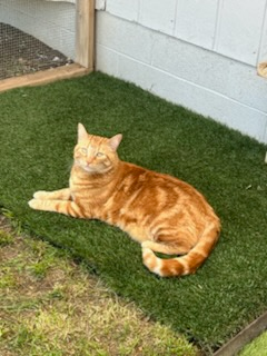 Tigger needs continued medical support for his cancer campaign photo, 2 of 8