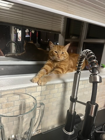 Tigger needs continued medical support for his cancer campaign photo, 4 of 8