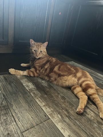 Tigger needs continued medical support for his cancer campaign photo, 5 of 8