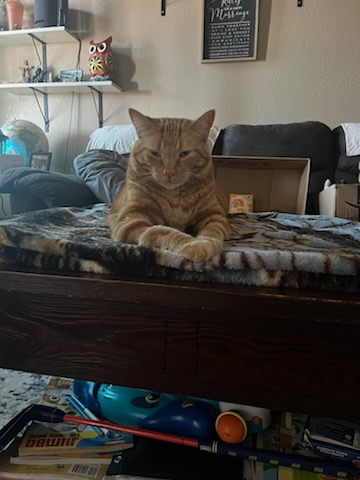 Tigger needs continued medical support for his cancer campaign photo, 6 of 8