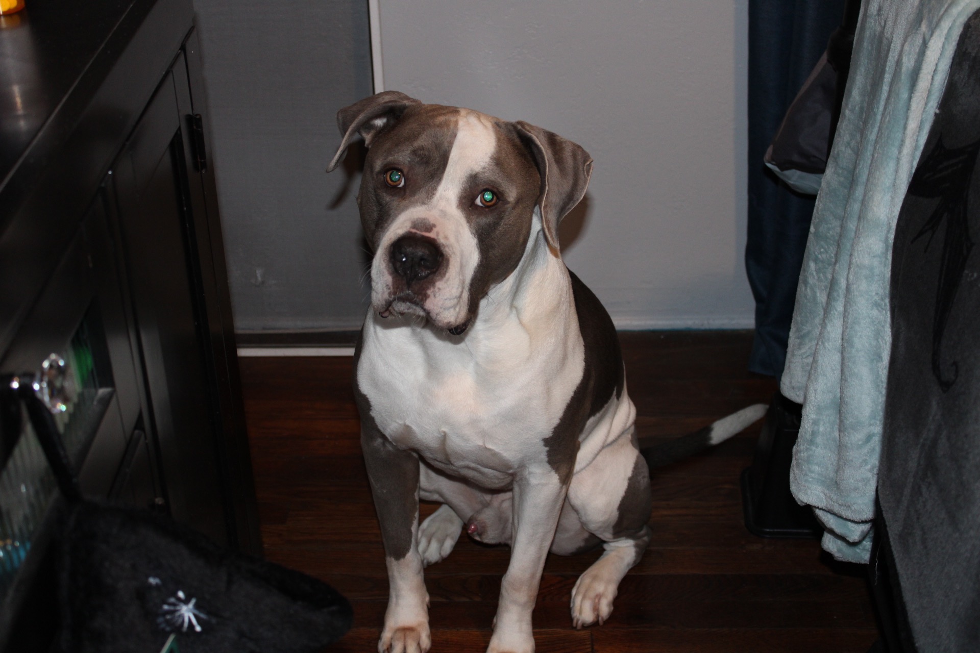 Support Chewie's Cremation Costs campaign photo, 7 of 8