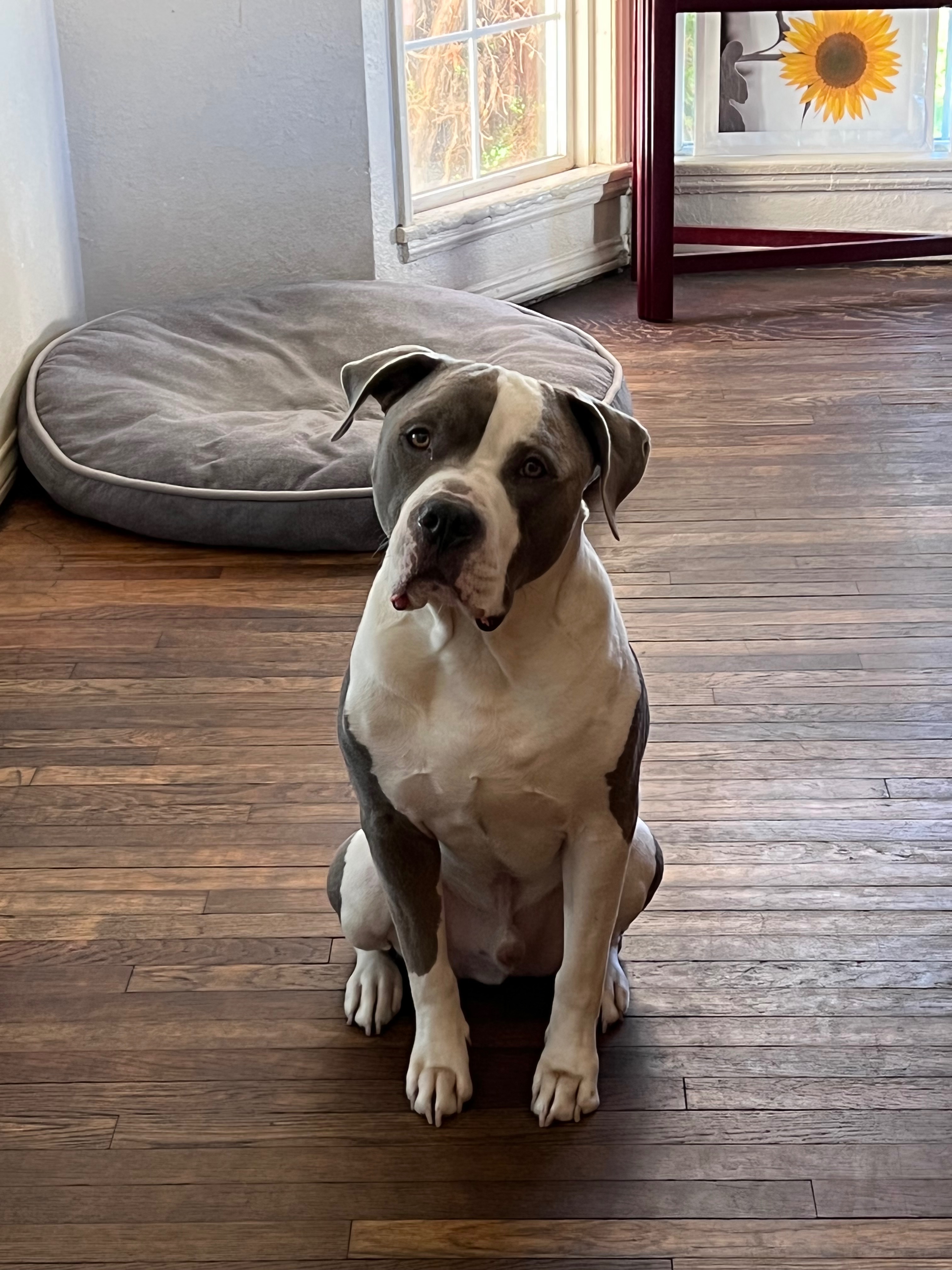 Support Chewie's Cremation Costs campaign photo, 2 of 8