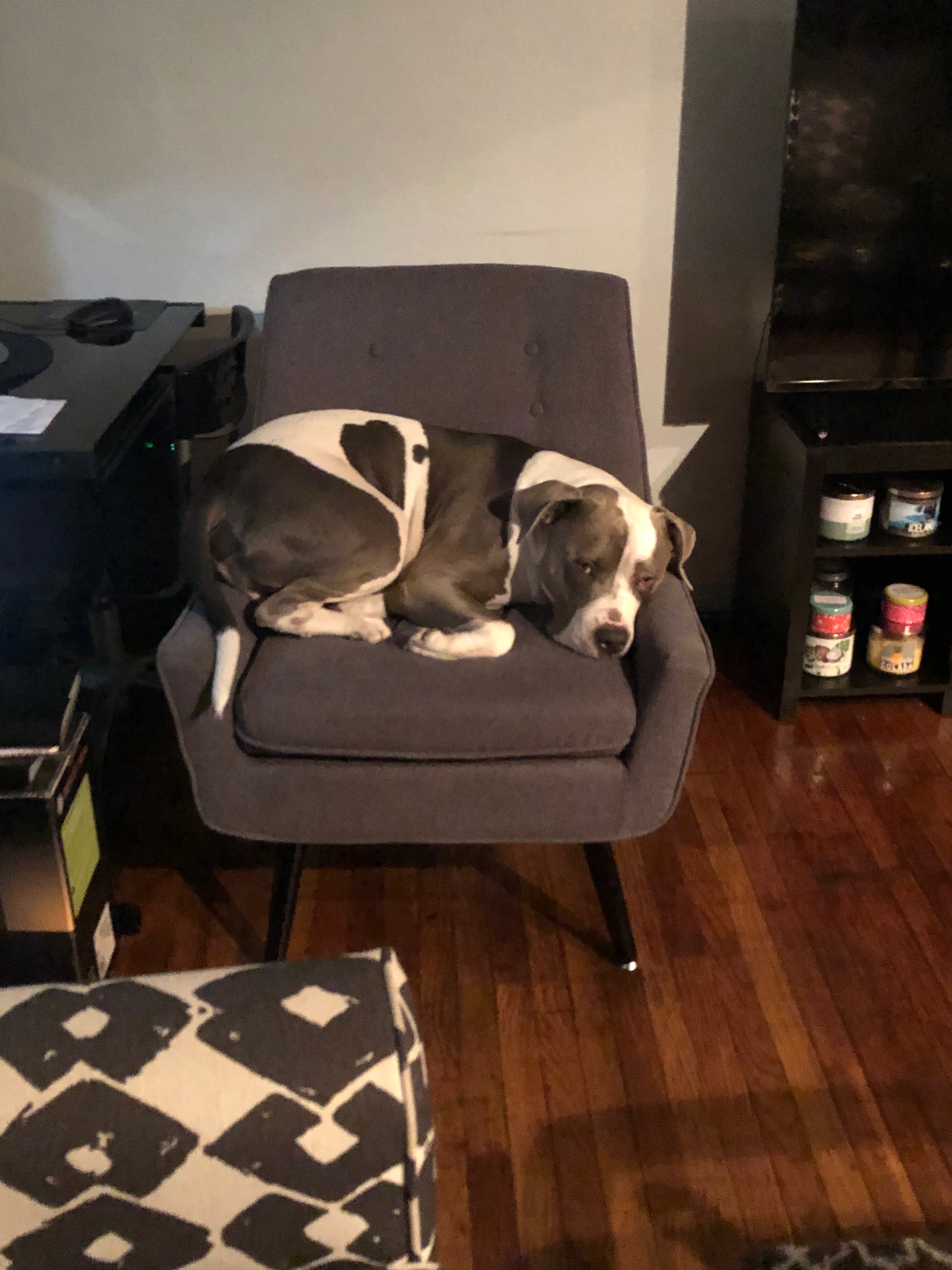 Support Chewie's Cremation Costs campaign photo, 6 of 8