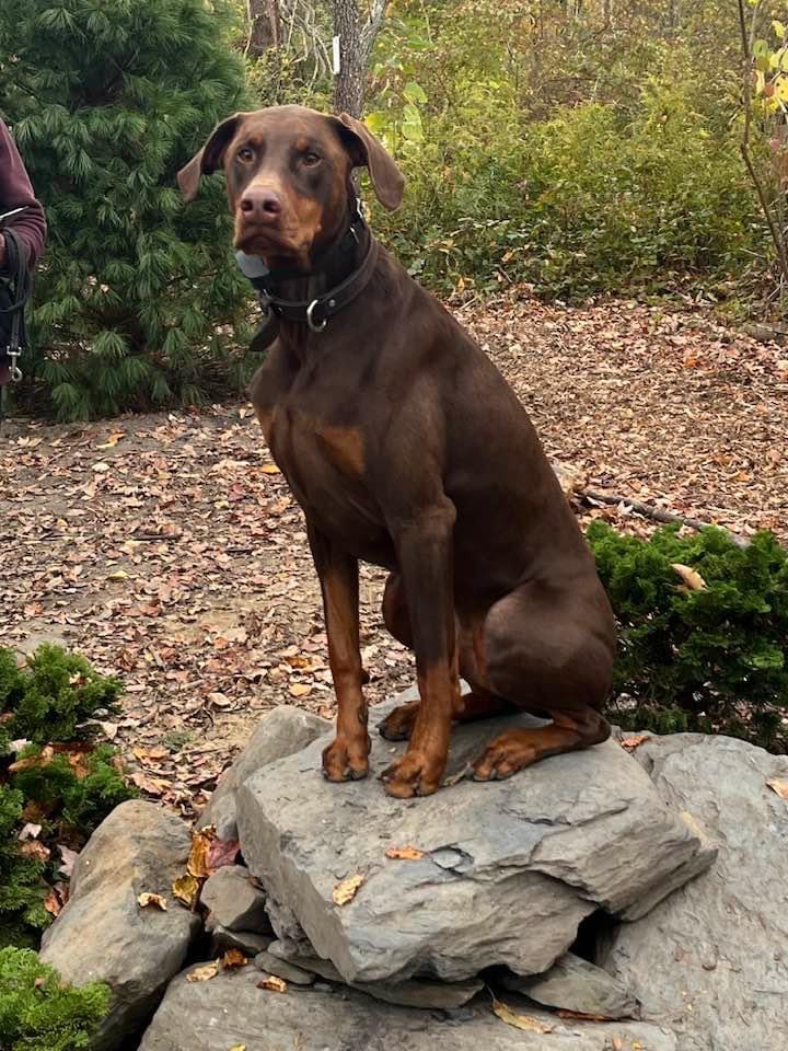 Donate to Save Demo's Life campaign photo, 6 of 7