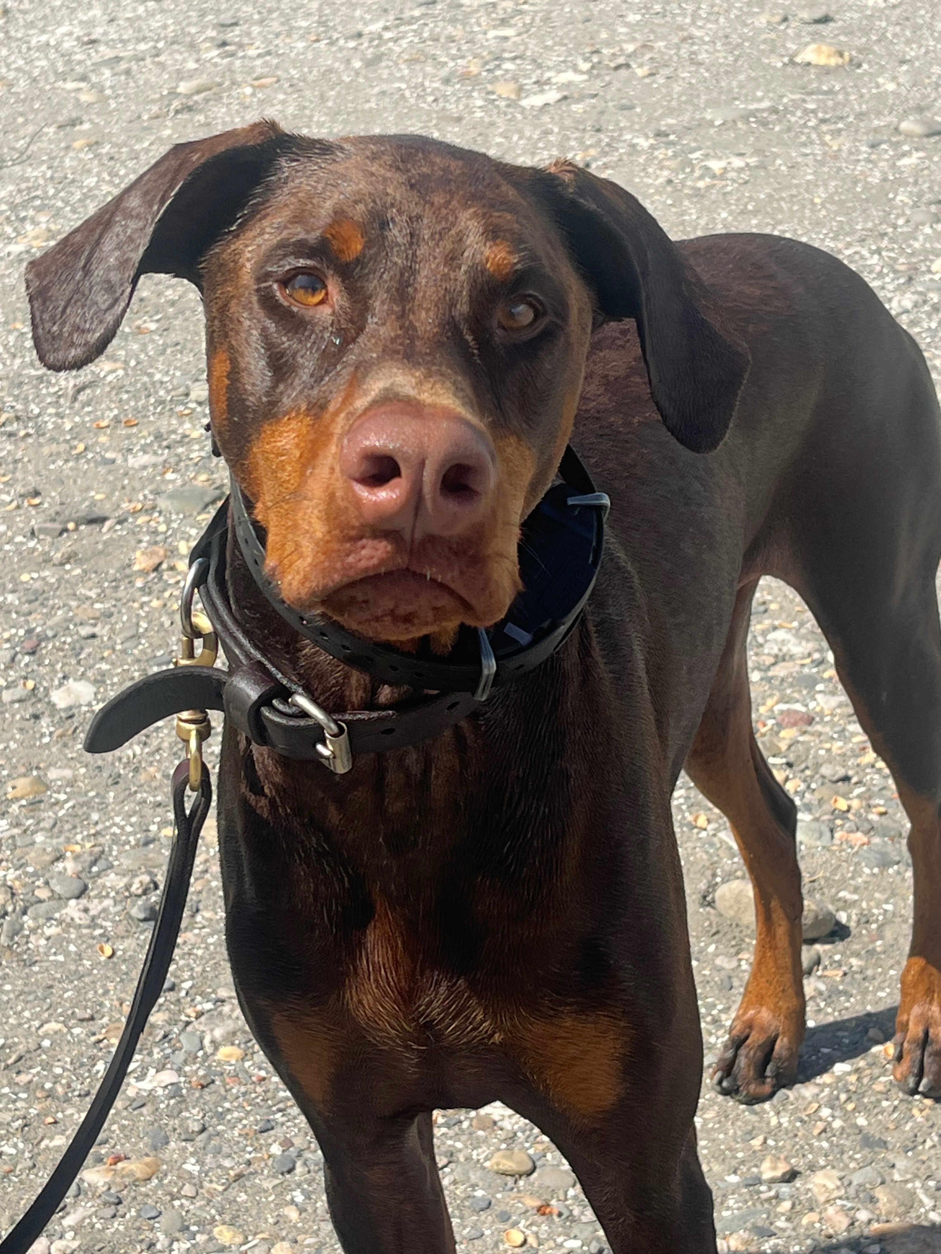 Donate to Save Demo's Life campaign photo, 5 of 7