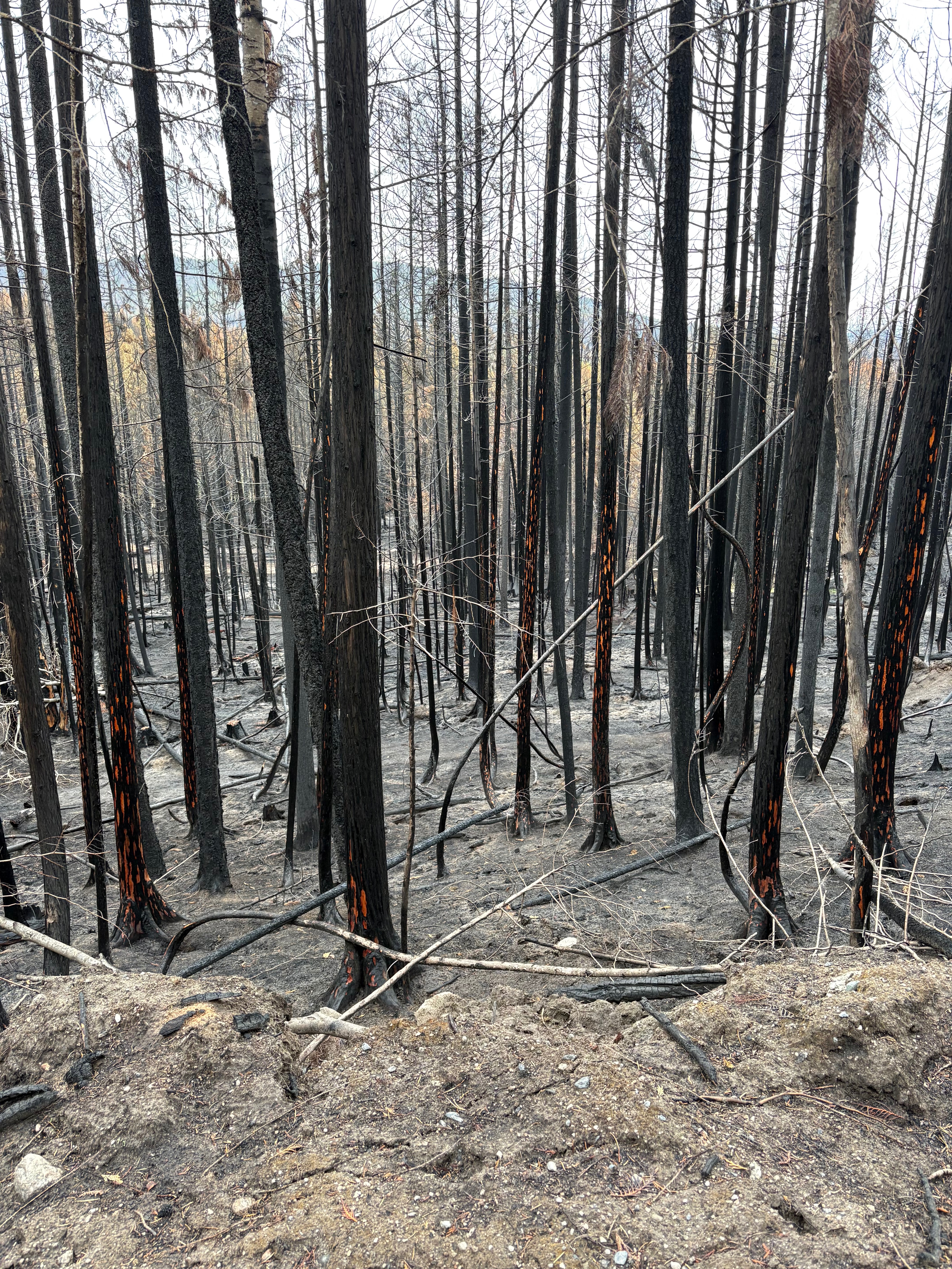 Help Rebuild Home Lost To Forest Fire campaign photo, 5 of 8