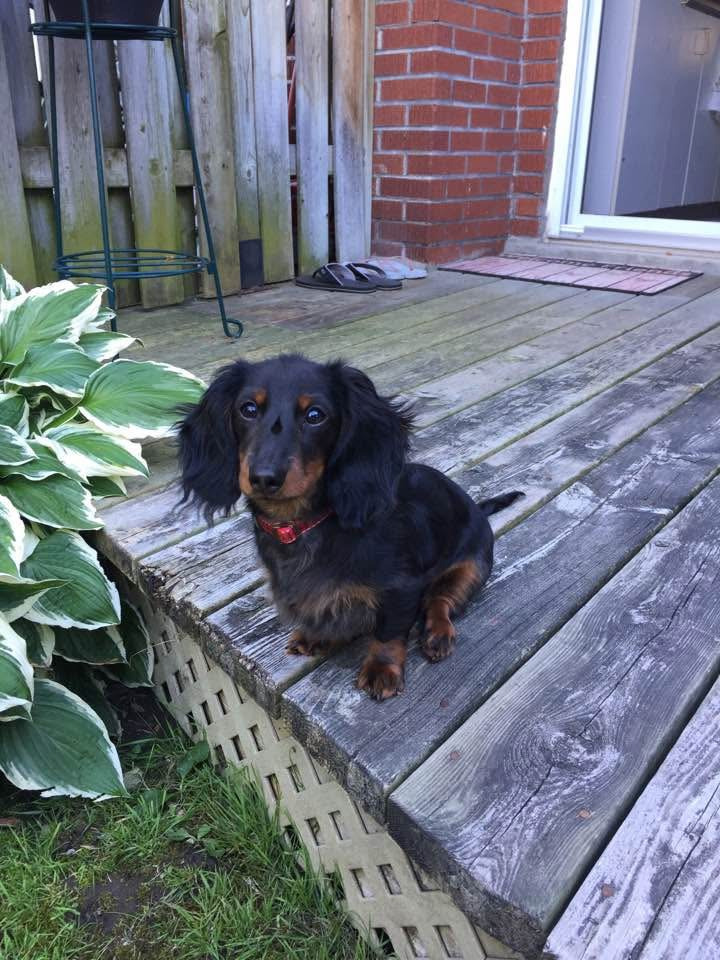 Help Save Pluto – Urgent Surgery Needed campaign photo, 7 of 8