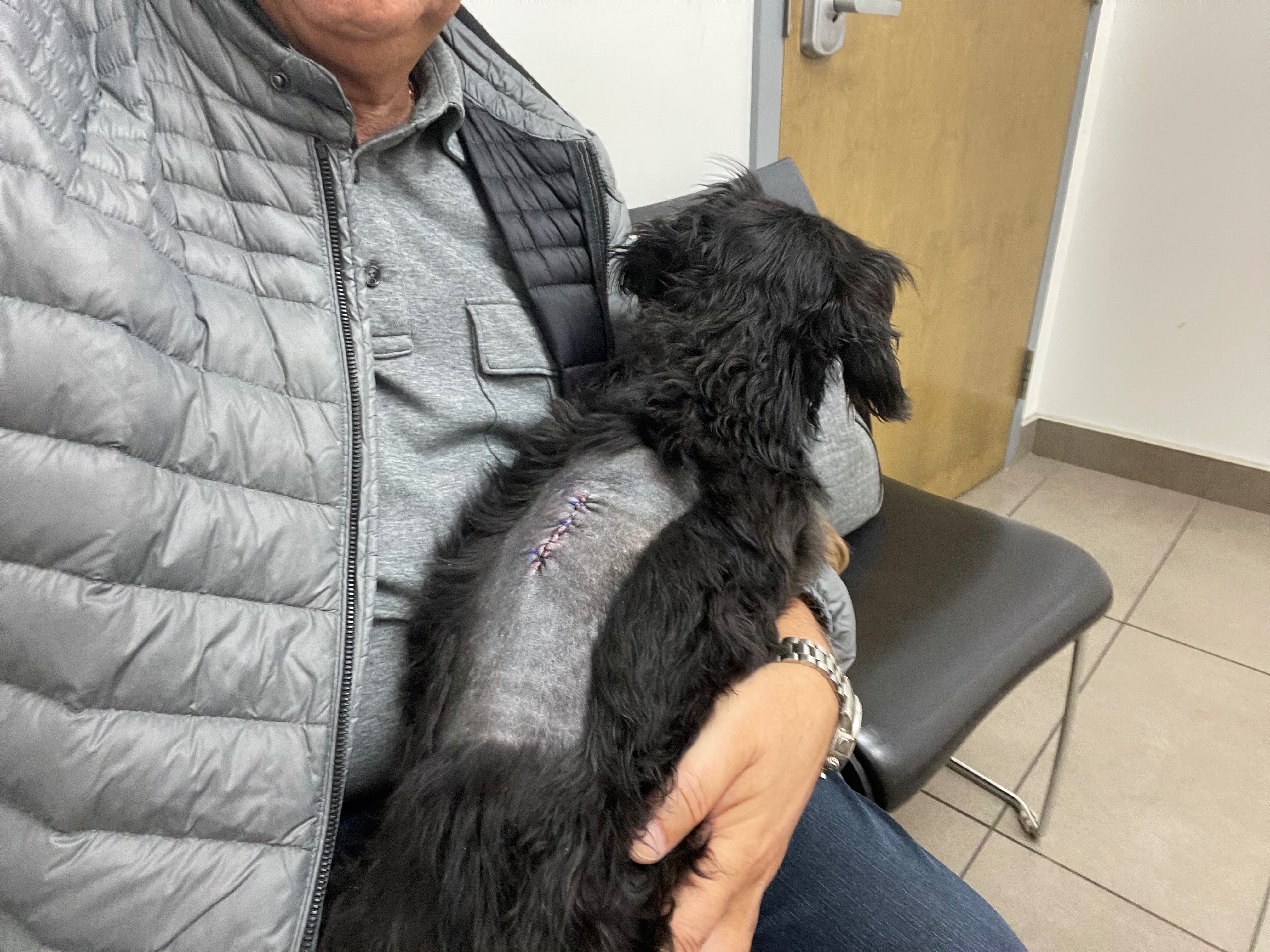 Help Save Pluto – Urgent Surgery Needed campaign photo, 6 of 8