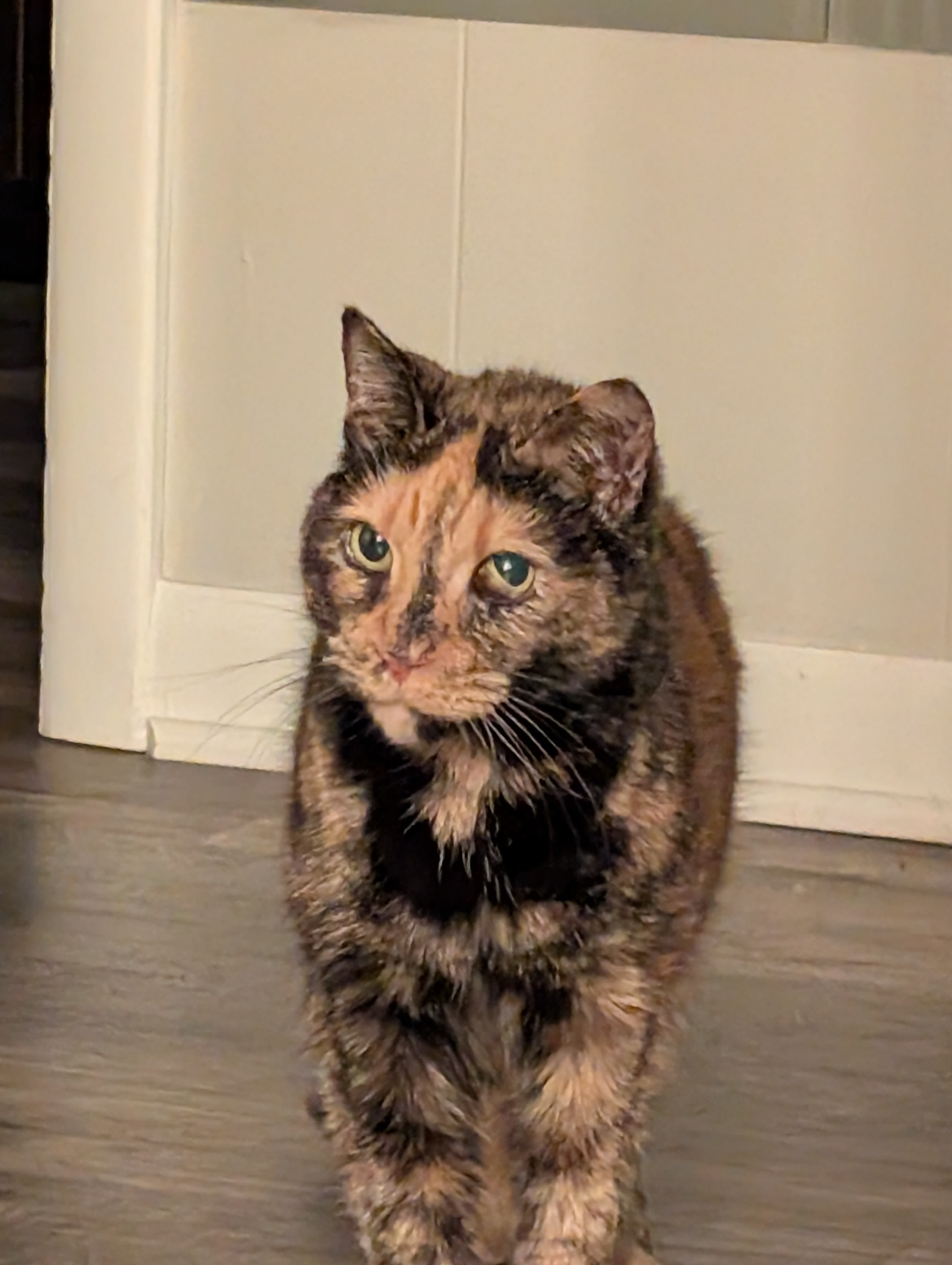 Ginger needs her eye removed! campaign photo, 6 of 7