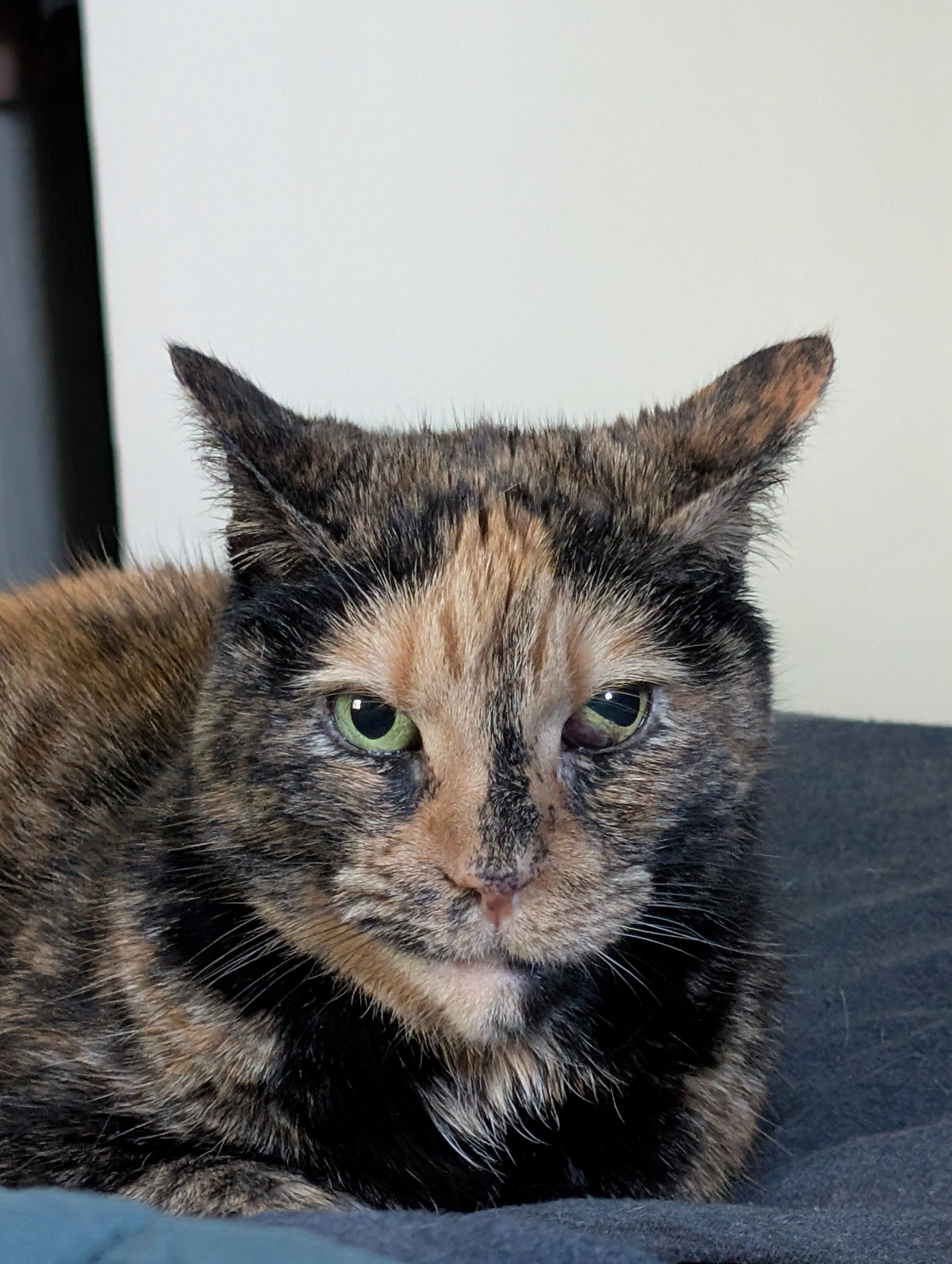 Ginger needs her eye removed! campaign photo, 4 of 7