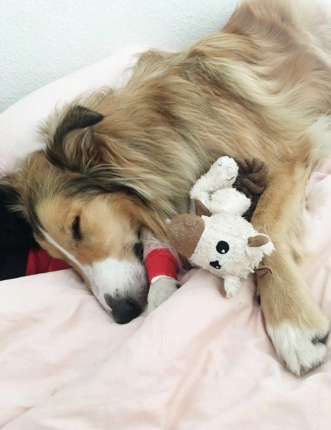 Hilfe für Therapiehund Hero campaign photo, 2 of 4