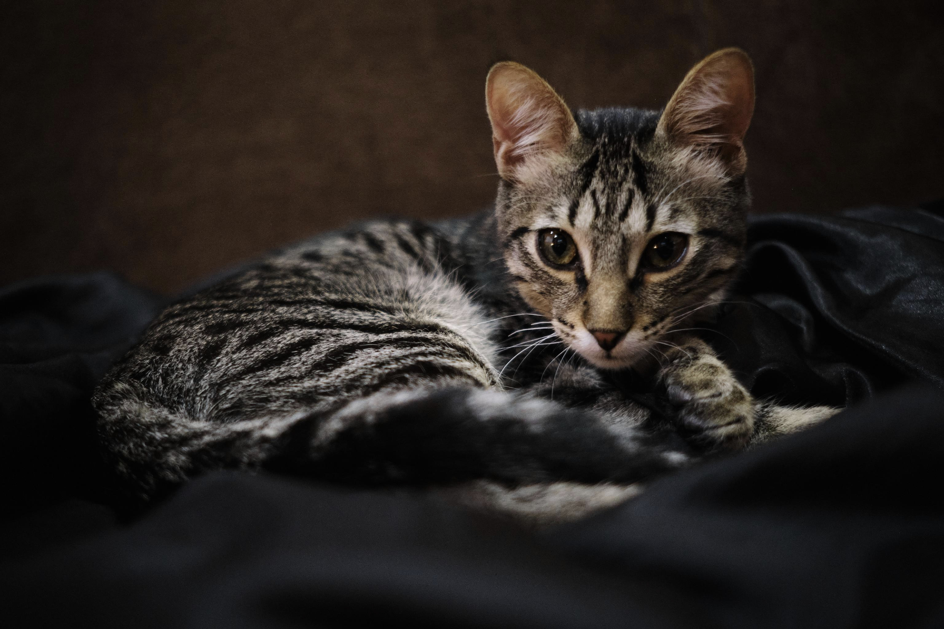 User-uploaded image 1