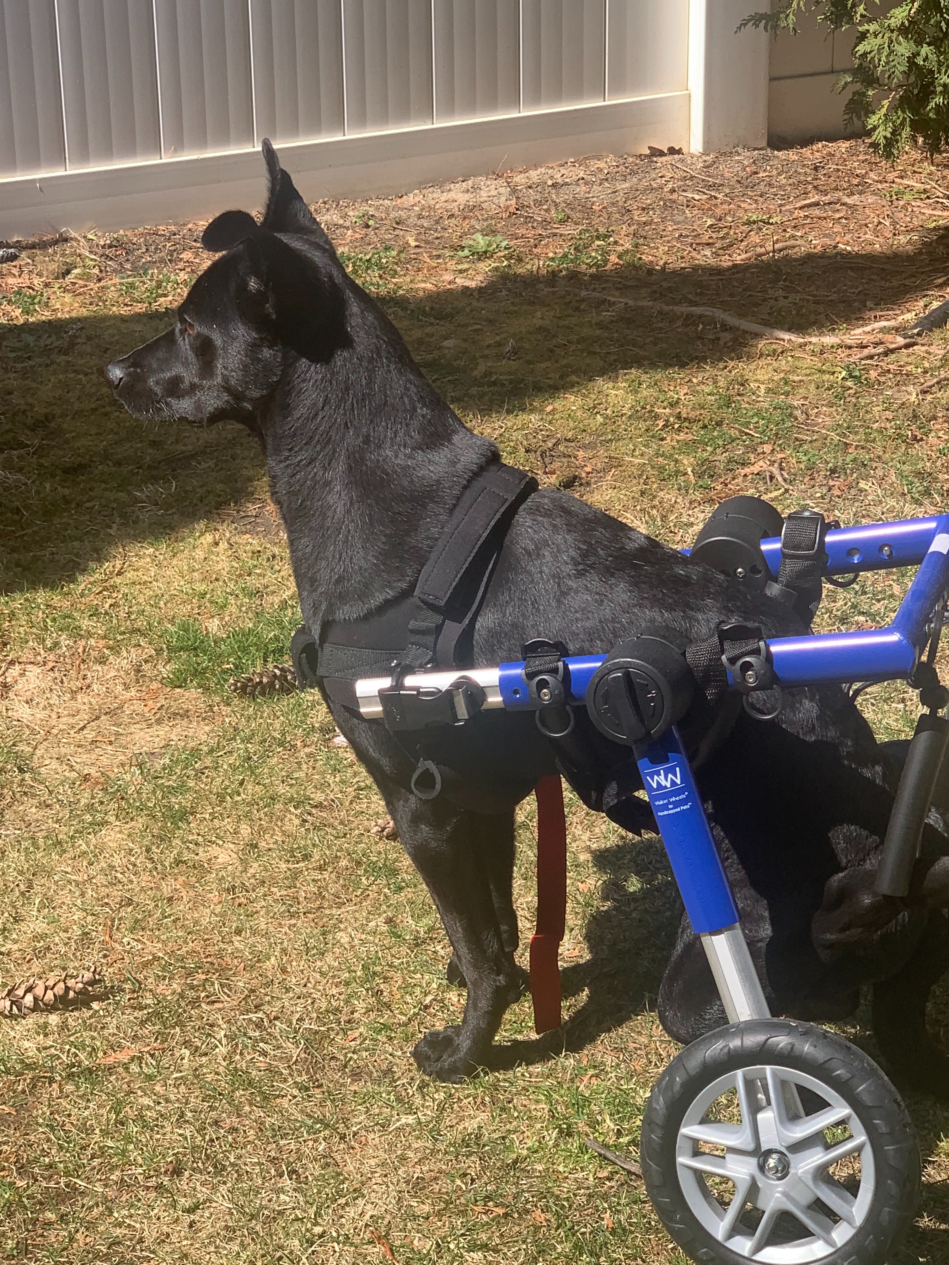 Please help Brooklyn get PT campaign photo, 6 of 8