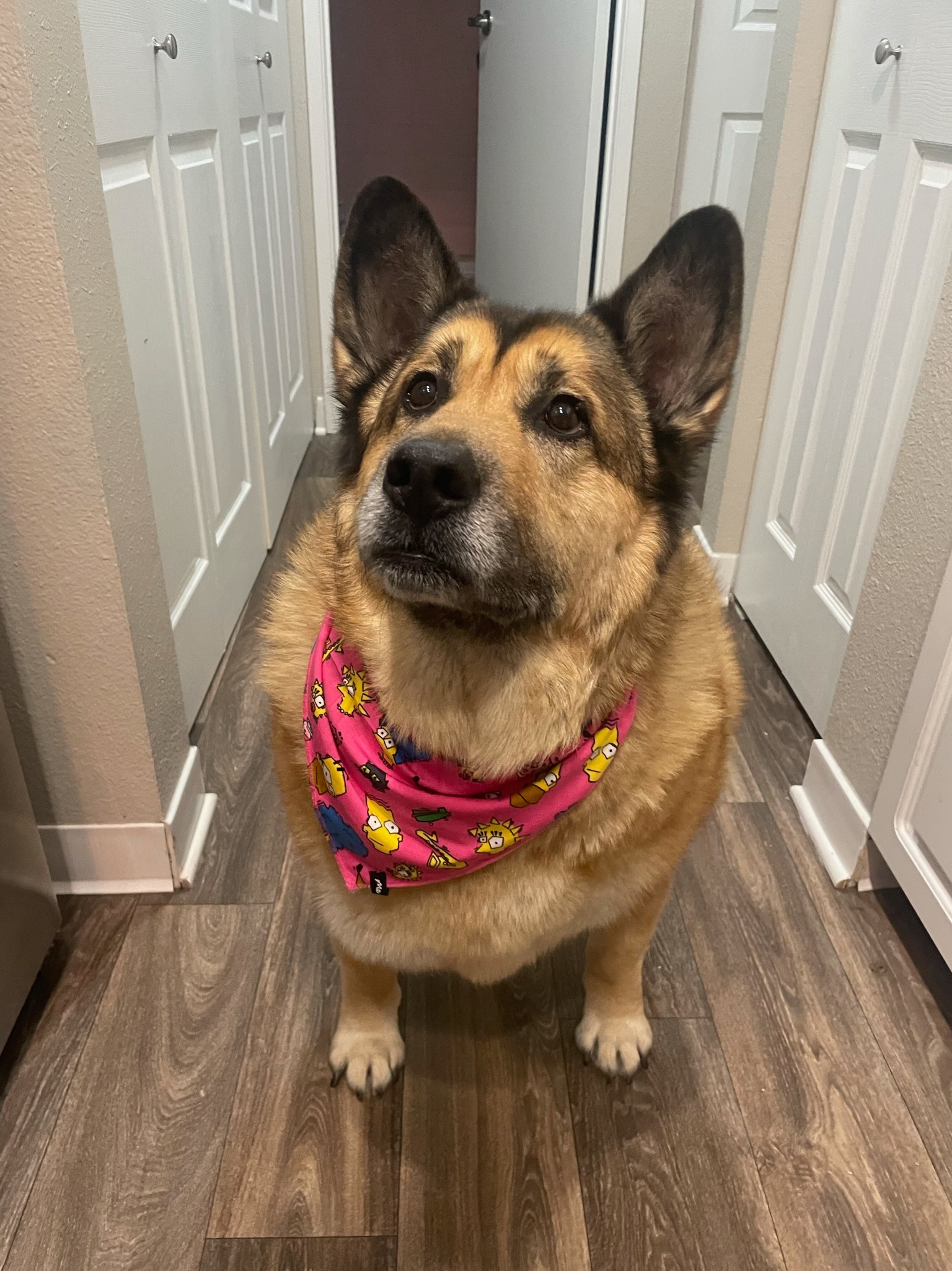 Help Chili Cross The Rainbow Bridge campaign photo, 7 of 8