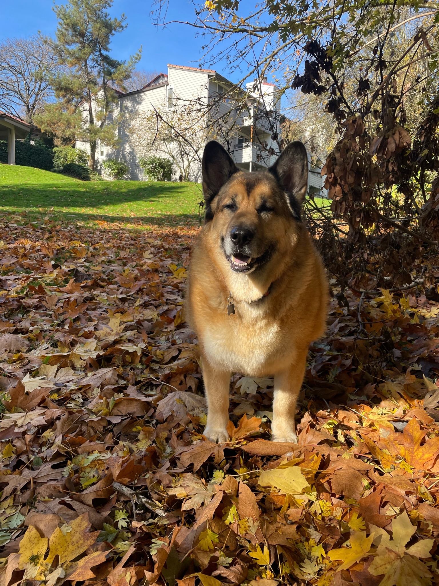Help Chili Cross The Rainbow Bridge campaign photo, 5 of 8
