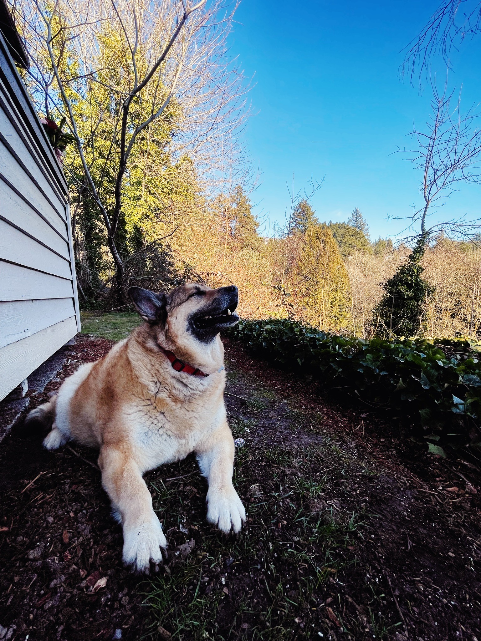Help Chili Cross The Rainbow Bridge campaign photo, 6 of 8