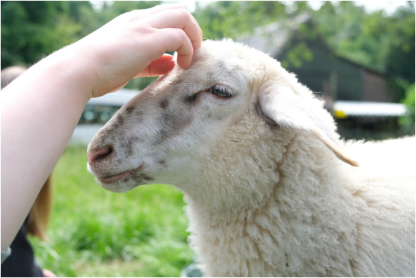 Projekt zur tiergestützten Intervention campaign photo, 7 of 8