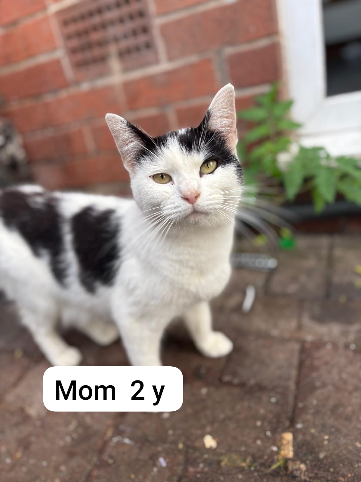 URGENT Family of 10 need medical attention, spay, neuter campaign photo, 7 of 8