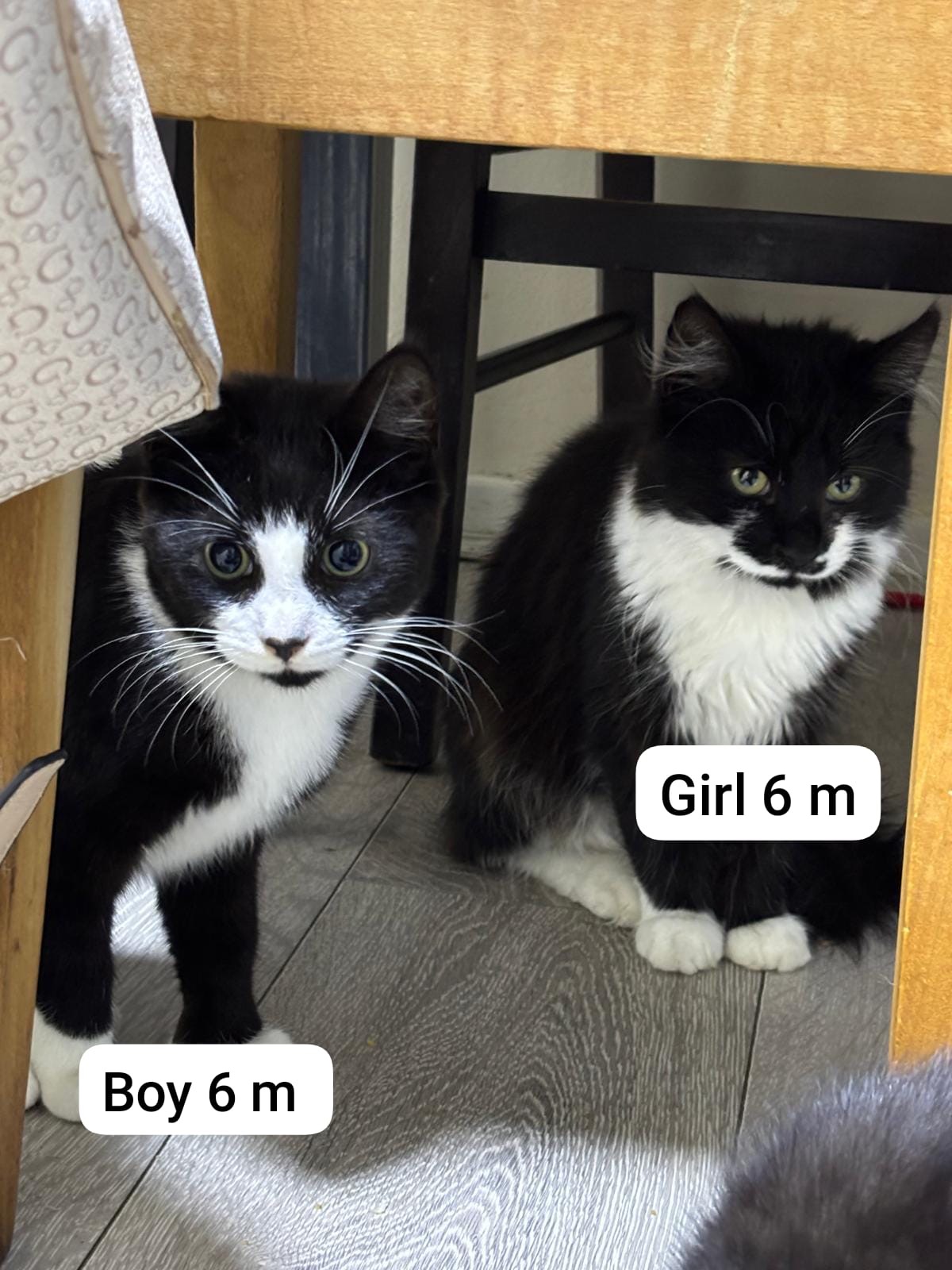 URGENT Family of 10 need medical attention, spay, neuter campaign photo, 2 of 8