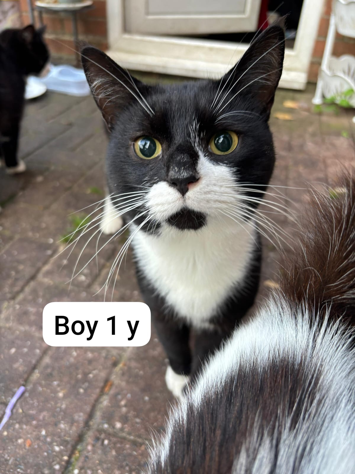 URGENT Family of 10 need medical attention, spay, neuter campaign photo, 5 of 8