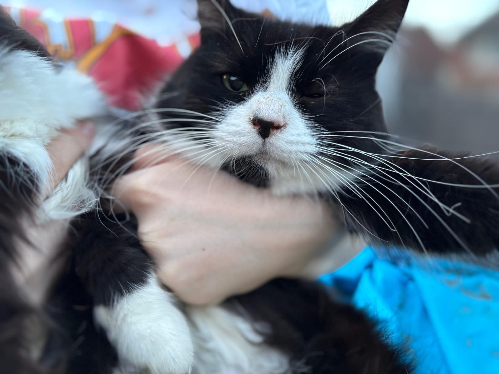 URGENT Family of 10 need medical attention, spay, neuter campaign photo, 4 of 8