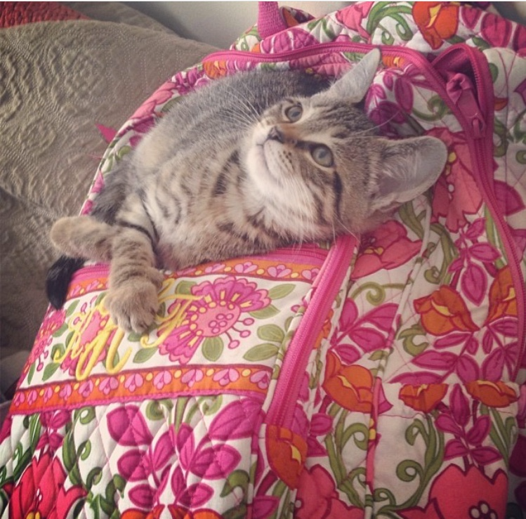 Support Luna's Fight for a Healthy Life: Surgery Expenses campaign photo, 2 of 7