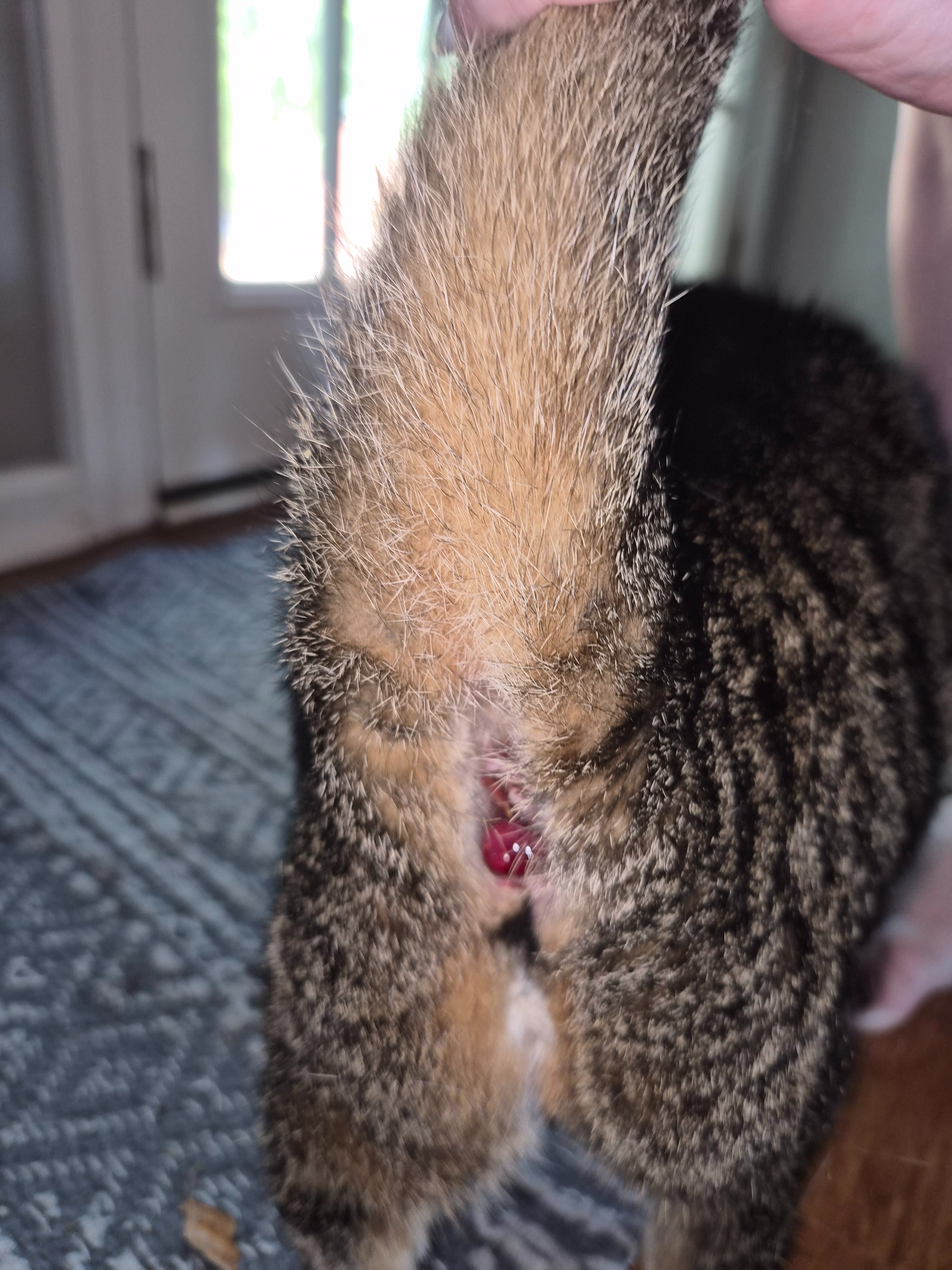 Support Luna's Fight for a Healthy Life: Surgery Expenses campaign photo, 5 of 7