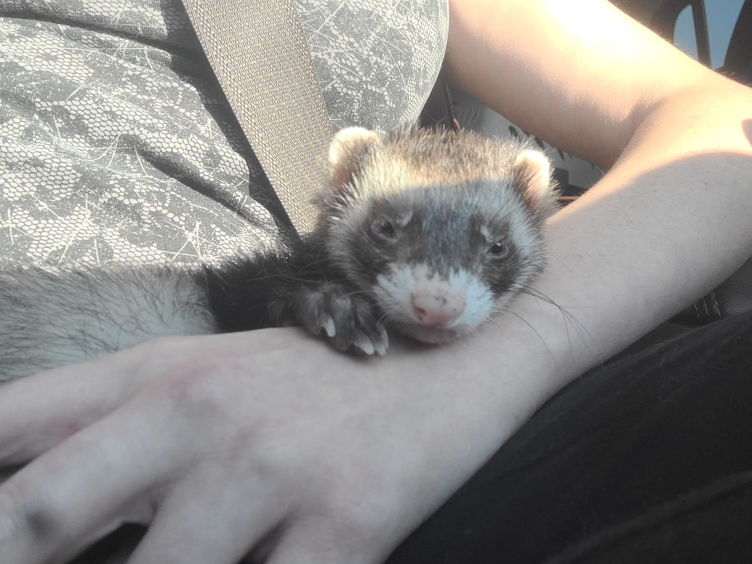 Save Dr. Jones: Vet Care for a Beloved Ferret campaign photo, 2 of 5