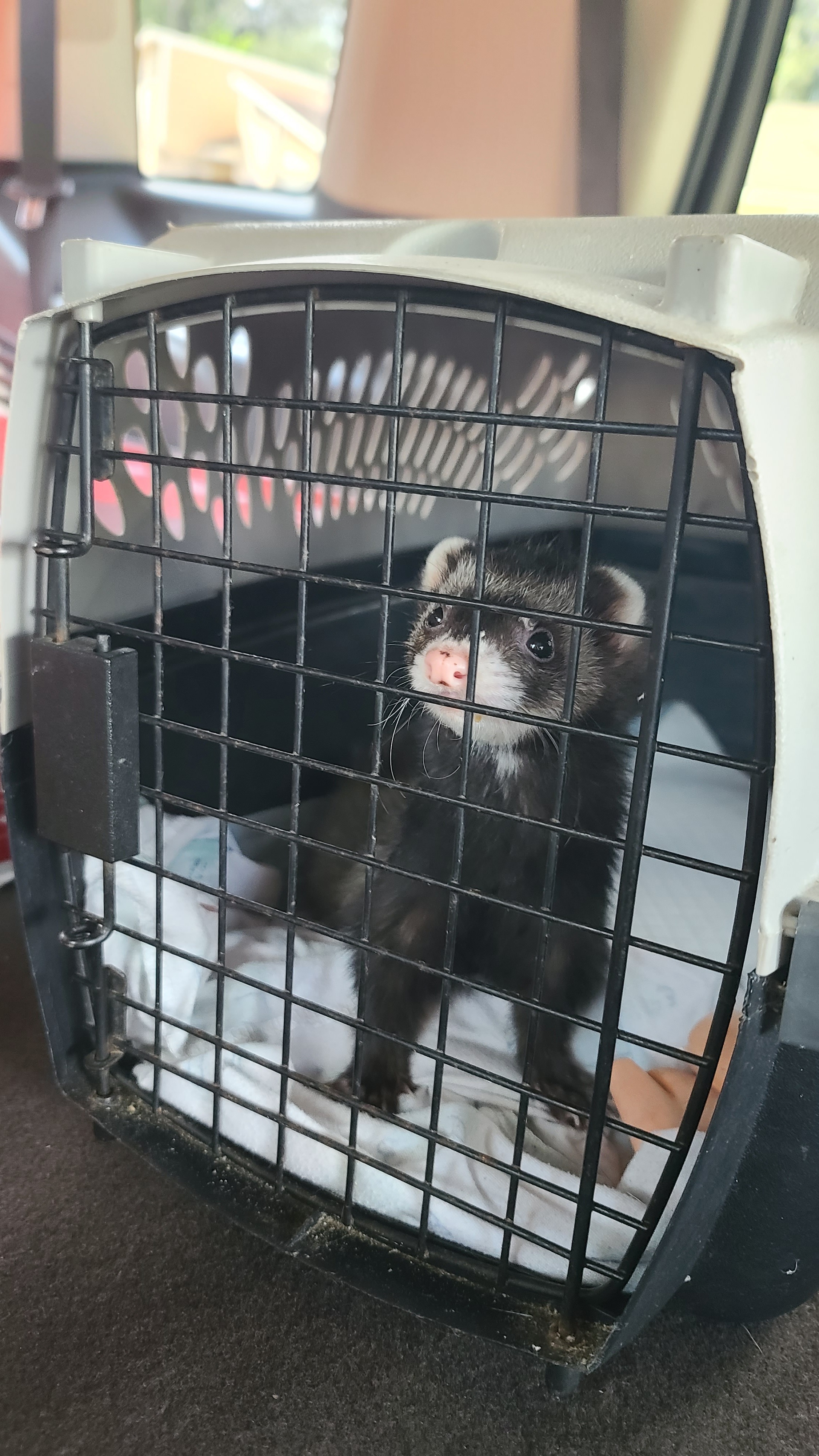 Save Dr. Jones: Vet Care for a Beloved Ferret campaign photo, 4 of 5
