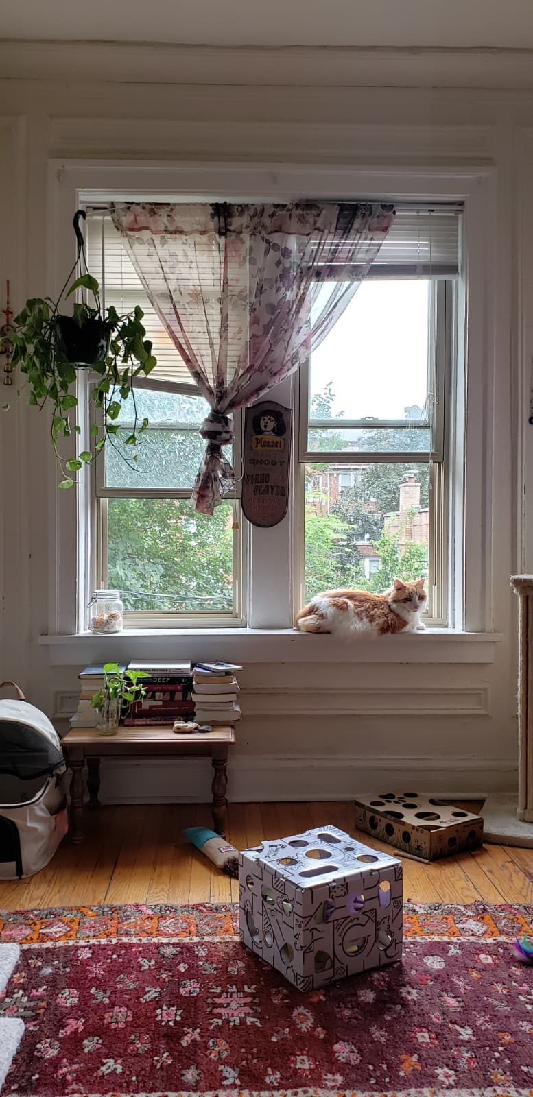 Medical Support Needed for My Cat's Surgery campaign photo, 5 of 6