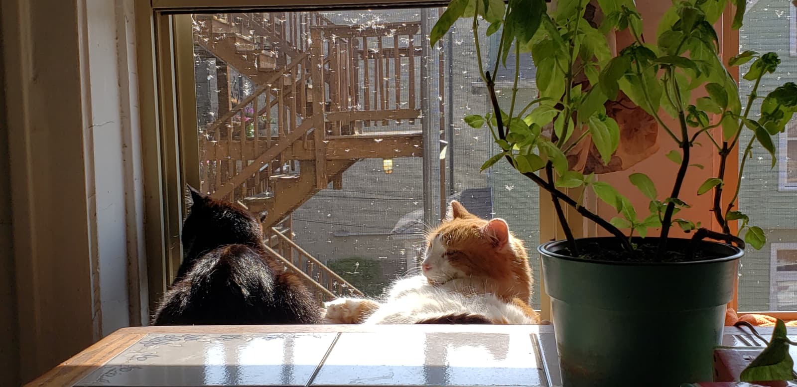 Medical Support Needed for My Cat's Surgery campaign photo, 2 of 6
