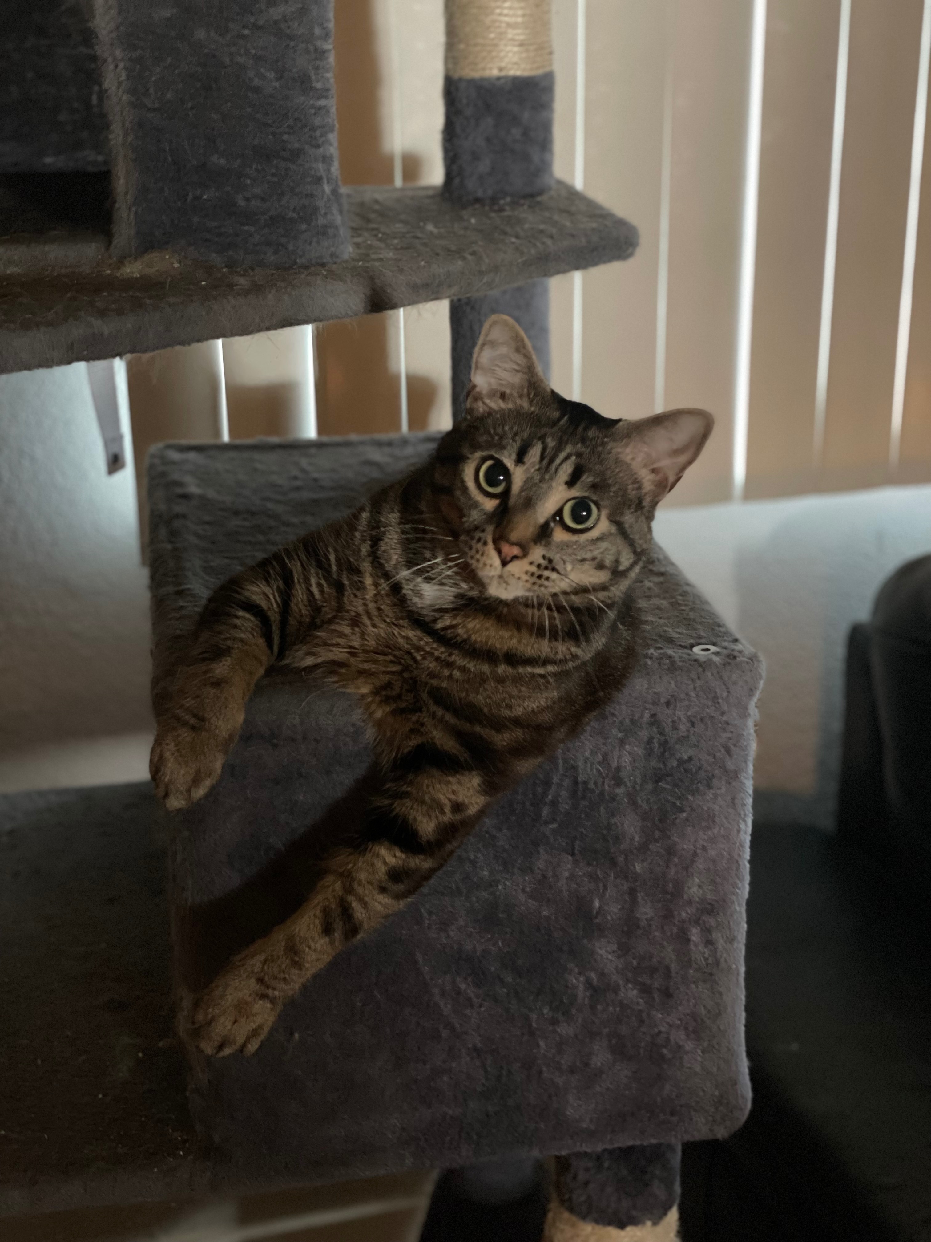 Jupiter’s Emergency Surgery campaign photo, 2 of 8