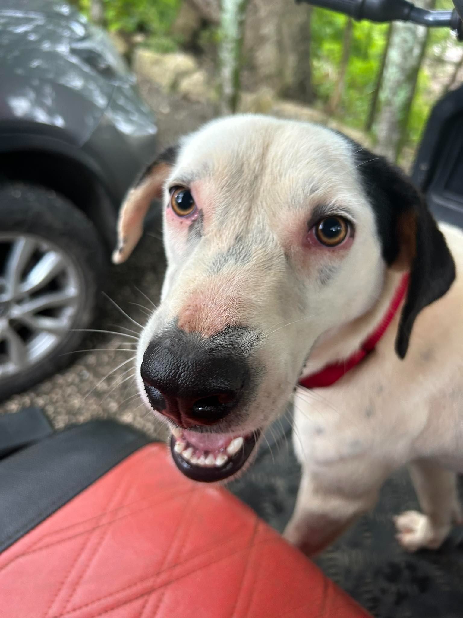 Help Bring Leo Home – A Stray Dog’s Journey to a Better Life campaign photo, 5 of 6