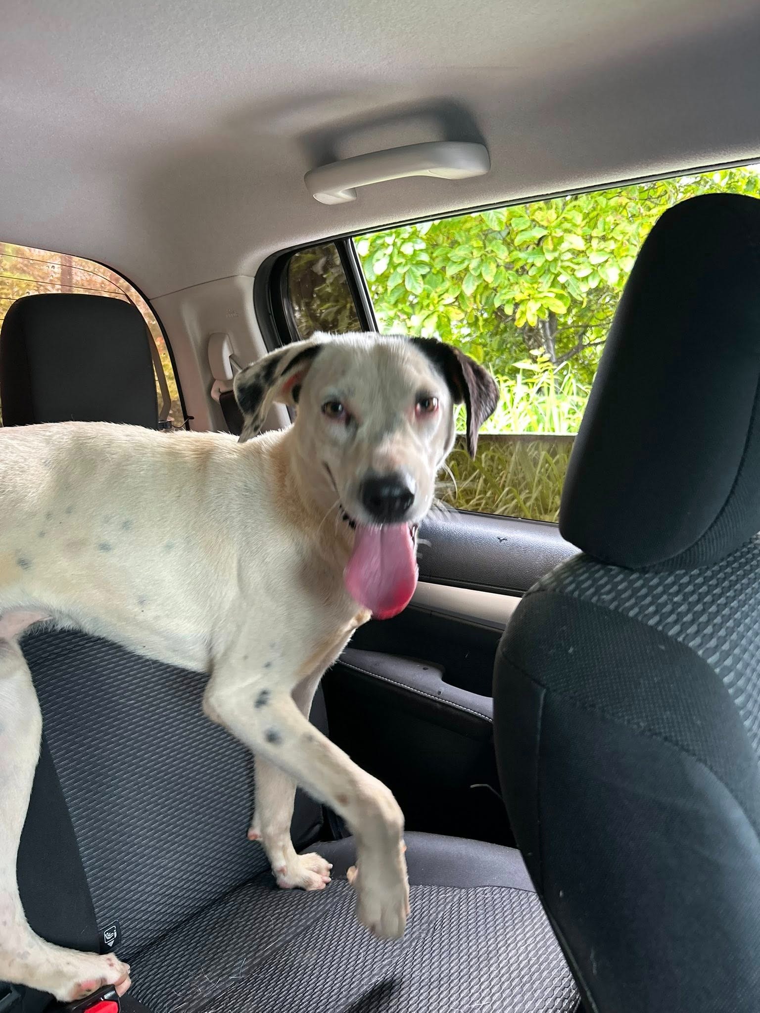 Help Bring Leo Home – A Stray Dog’s Journey to a Better Life campaign photo, 2 of 6