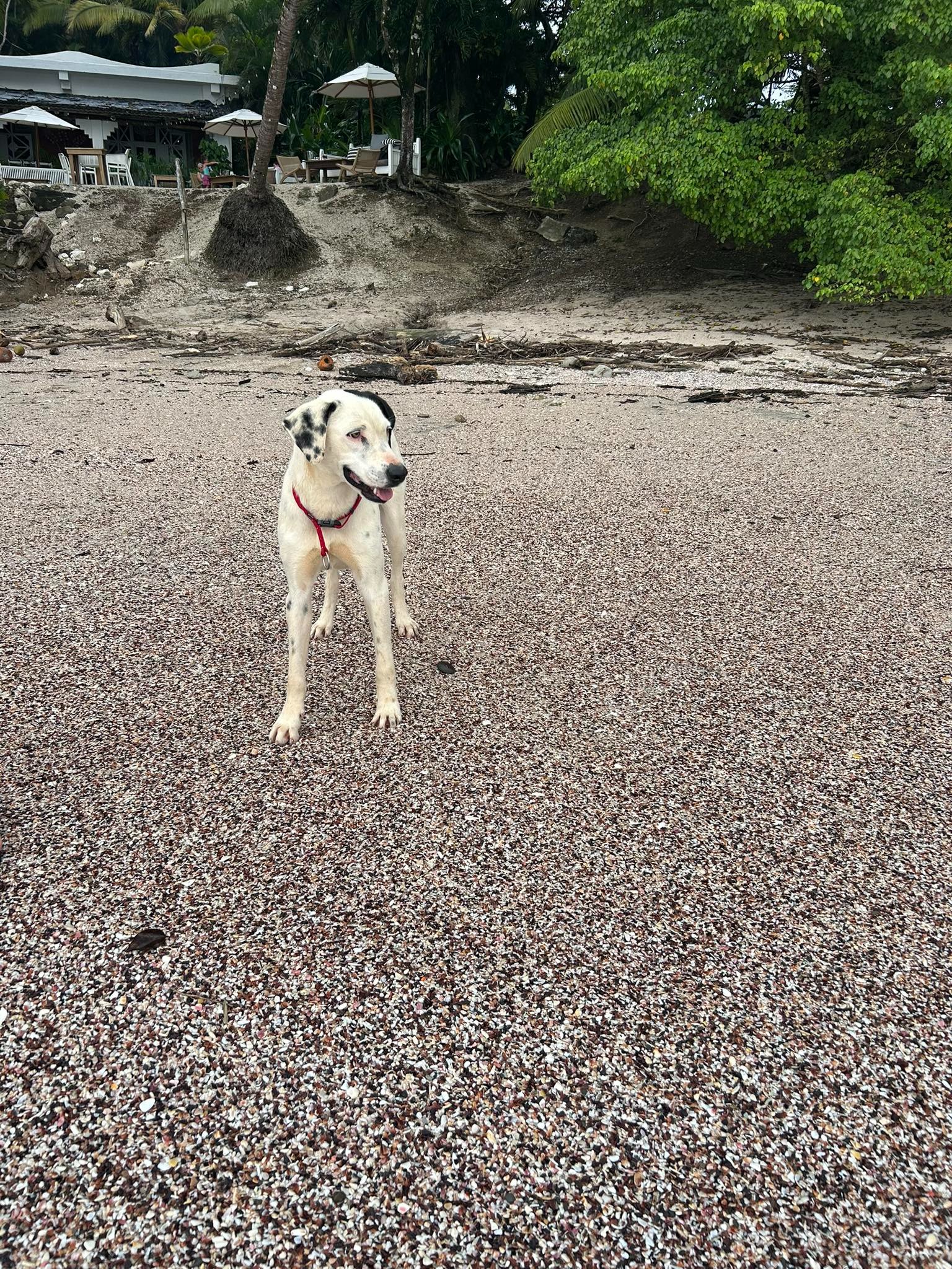 Help Bring Leo Home – A Stray Dog’s Journey to a Better Life campaign photo, 4 of 6