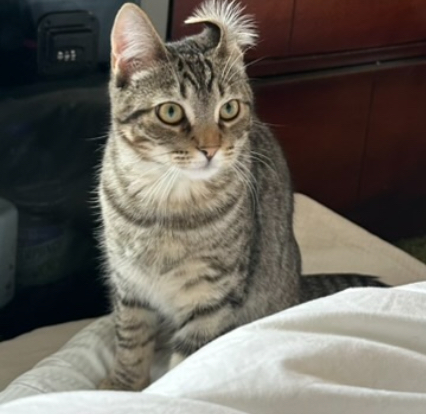 Save Sammy: Urgent Medical Care Needed campaign photo, 4 of 8