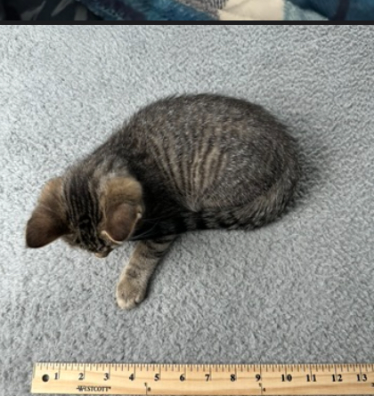 Save Sammy: Urgent Medical Care Needed campaign photo, 2 of 8