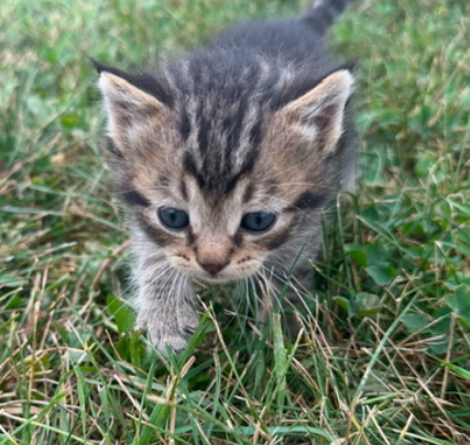 Save Sammy: Urgent Medical Care Needed campaign photo, 5 of 8