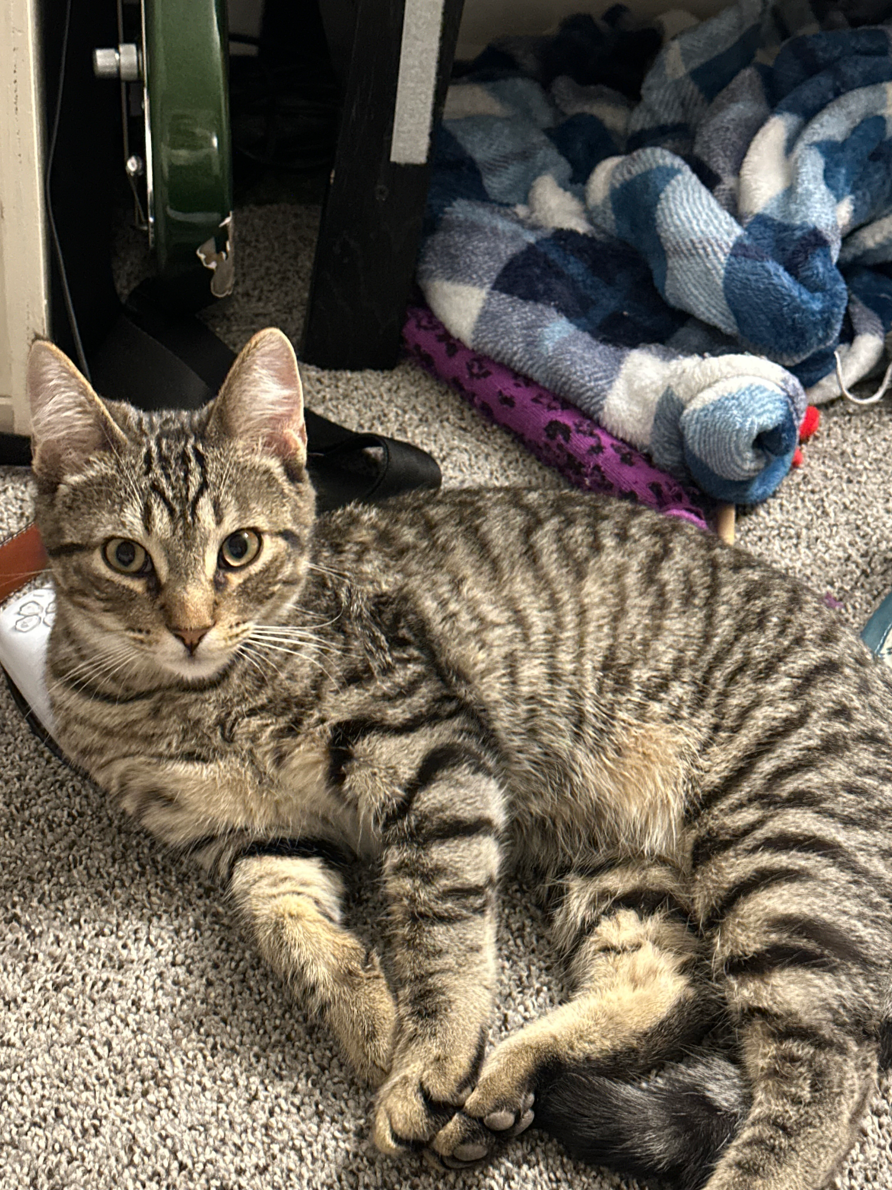 Save Sammy: Urgent Medical Care Needed campaign photo, 6 of 8