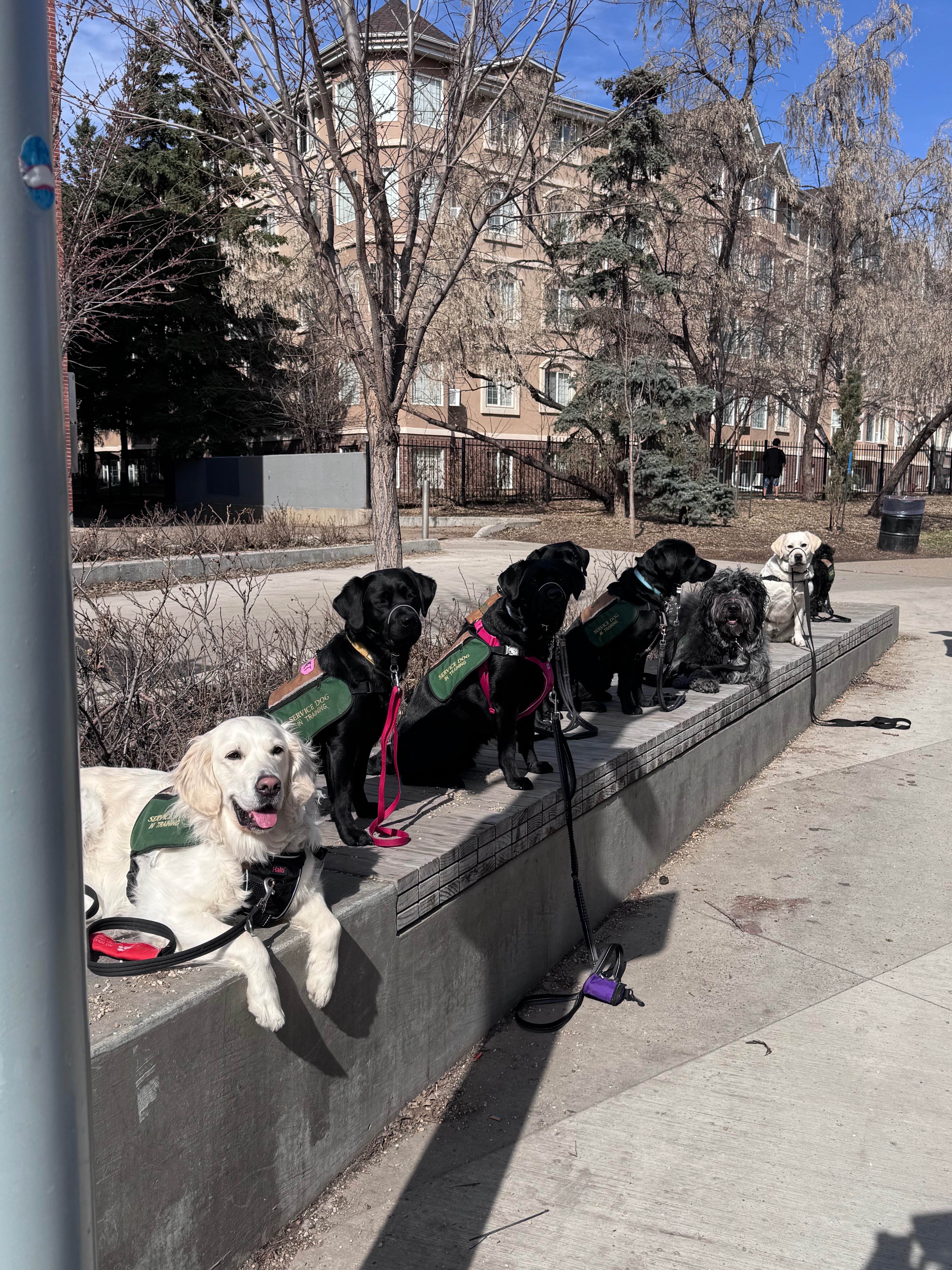 Fund Jolie’s Training - A lifelong gift for Noah campaign photo, 7 of 8