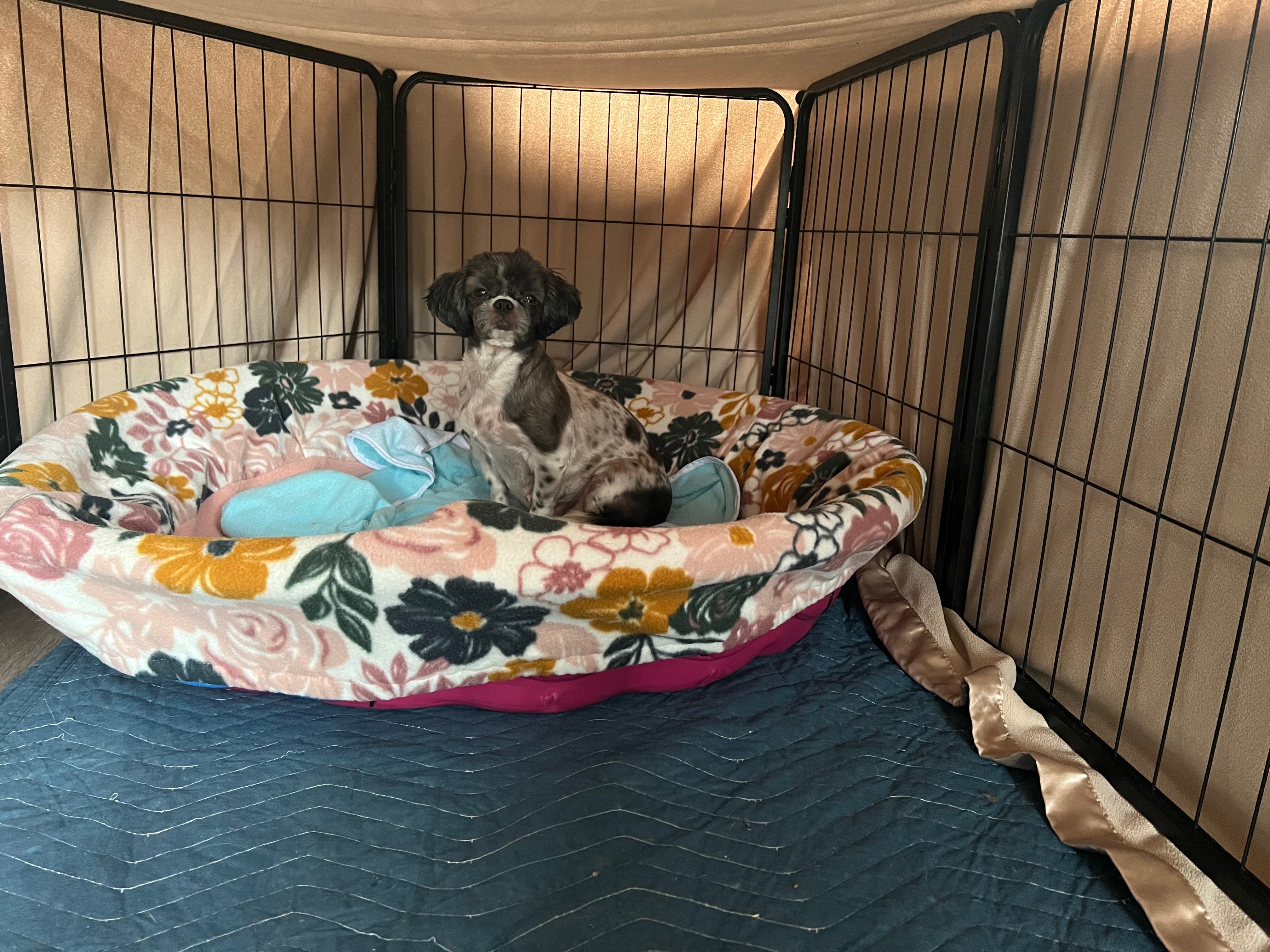 Help Paisley Rae and Her Puppies Get Vet Care campaign photo, 2 of 7