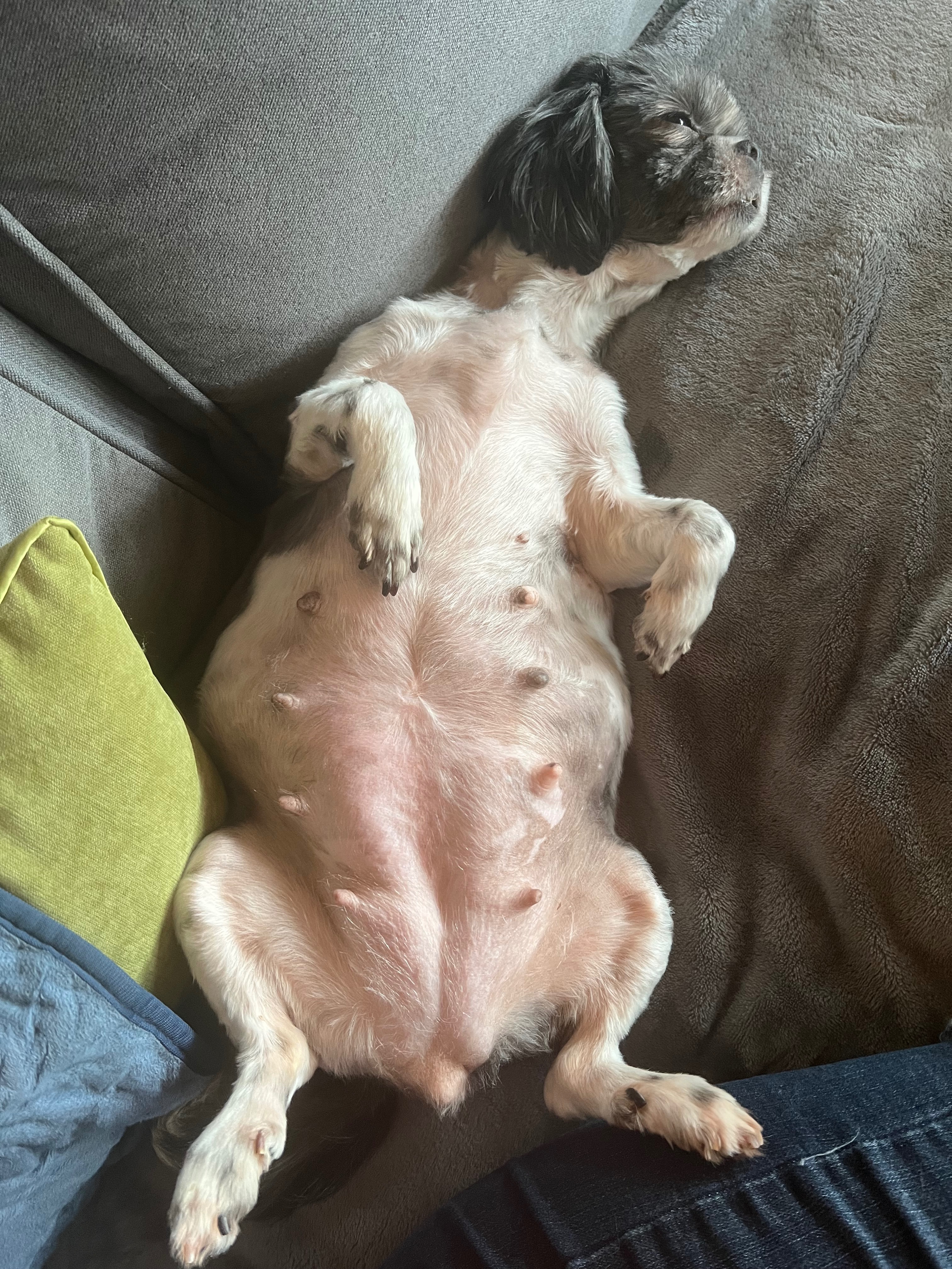 Help Paisley Rae and Her Puppies Get Vet Care campaign photo, 4 of 7
