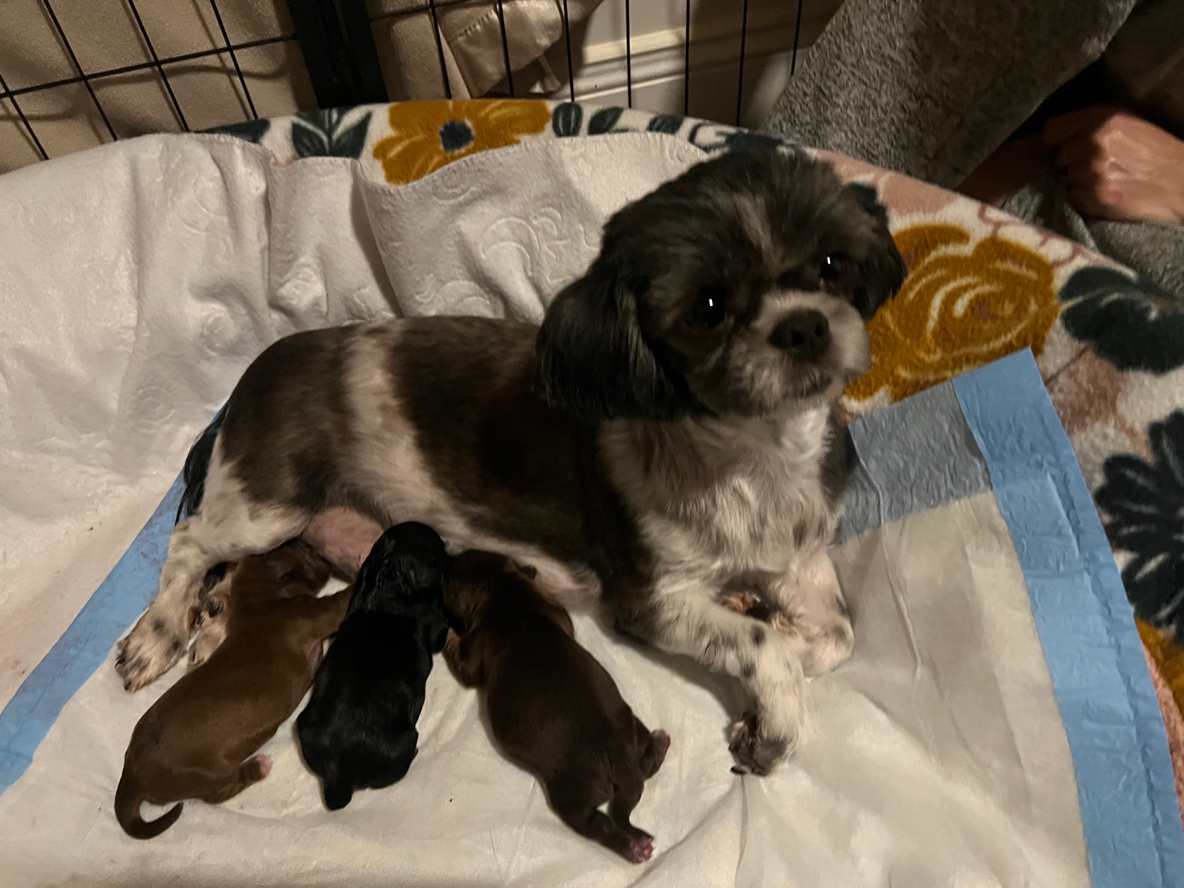 Help Paisley Rae and Her Puppies Get Vet Care campaign photo, 5 of 7