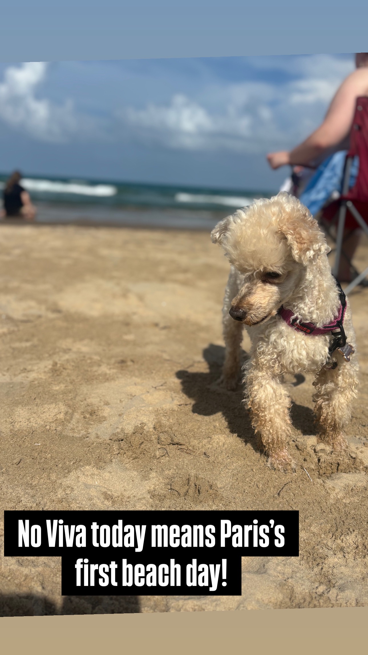 Urgent Surgery Needed for Paris the Poodle campaign photo, 7 of 8