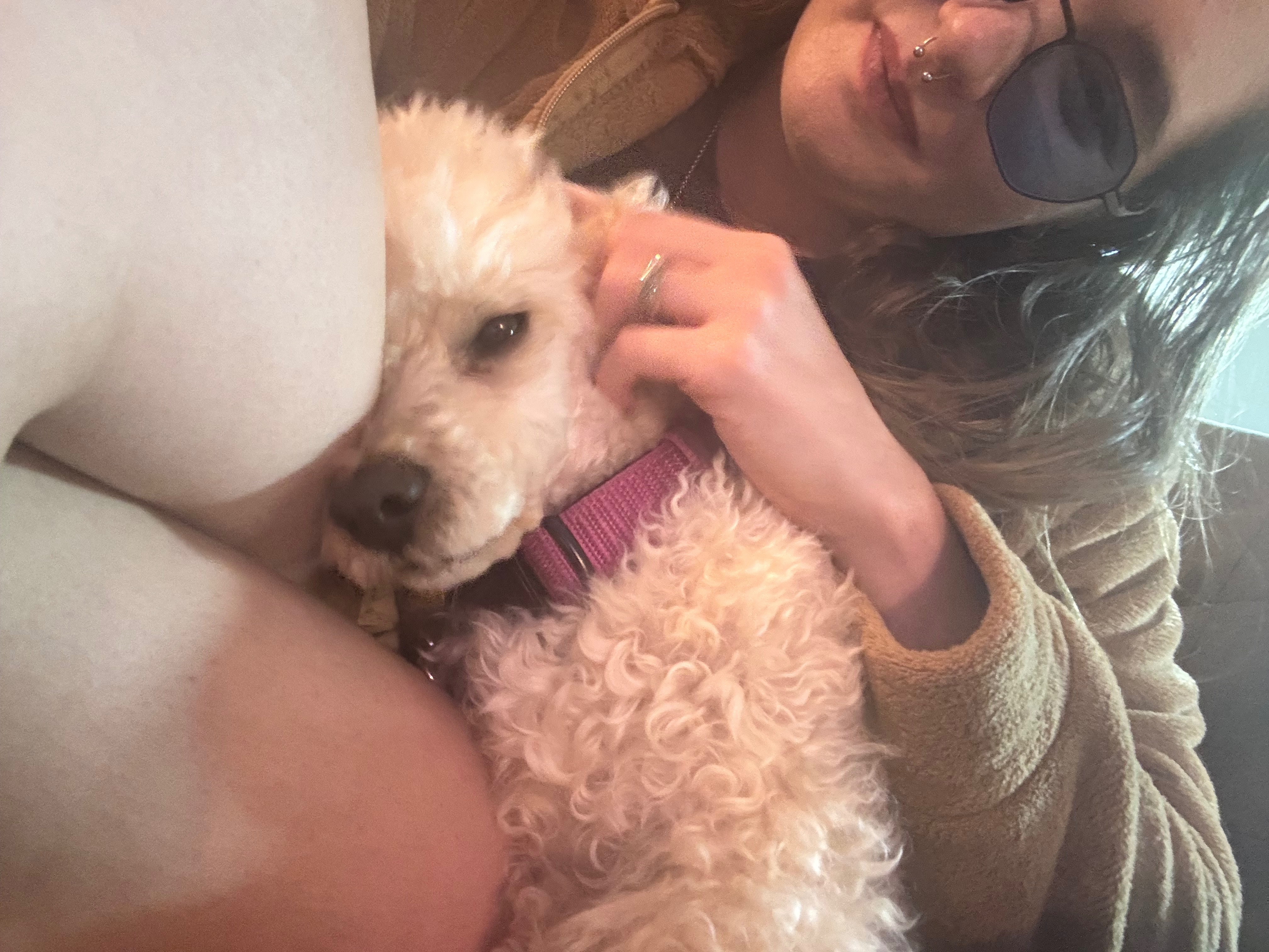 Urgent Surgery Needed for Paris the Poodle campaign photo, 2 of 8