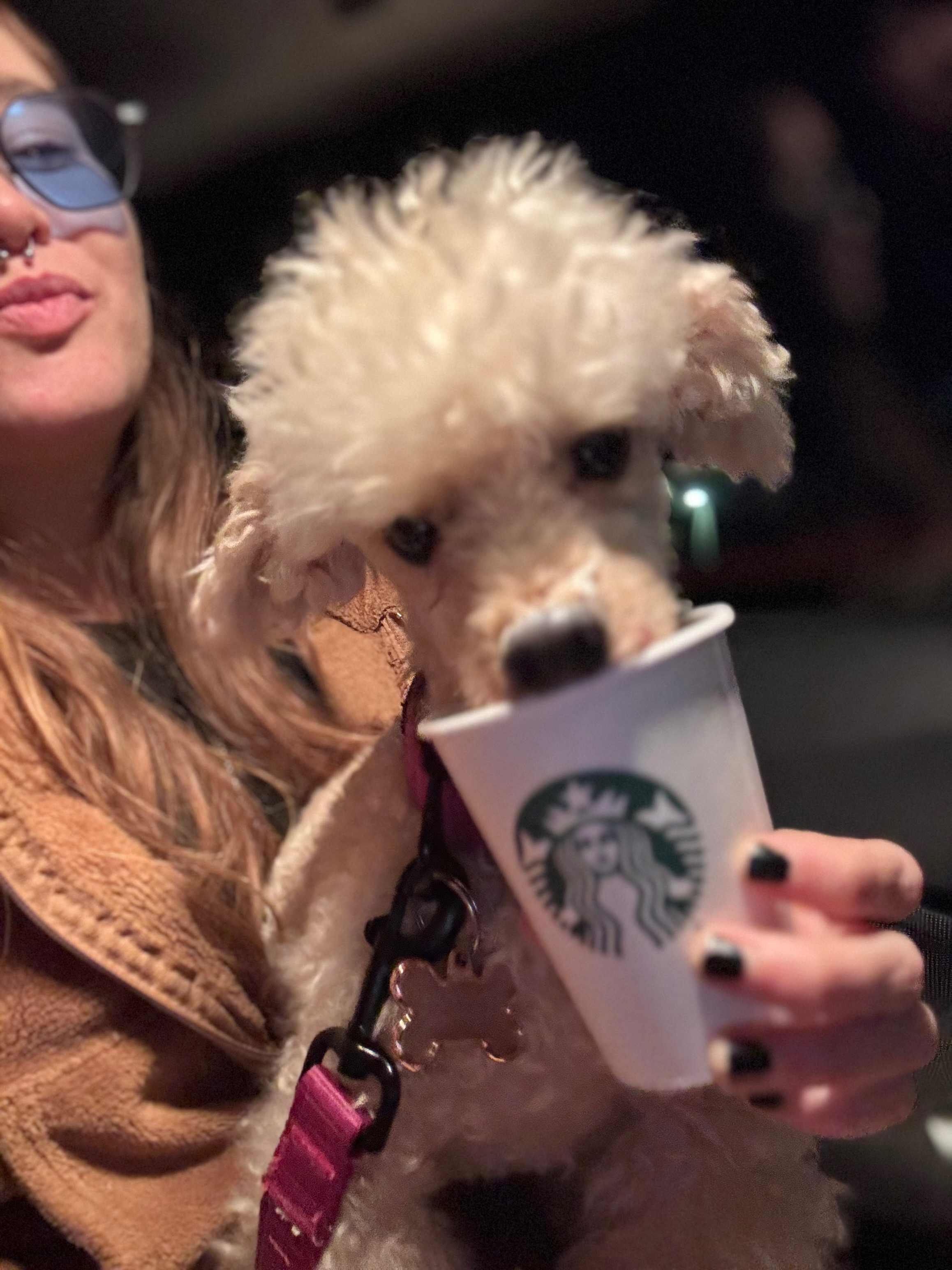 Urgent Surgery Needed for Paris the Poodle campaign photo, 4 of 8