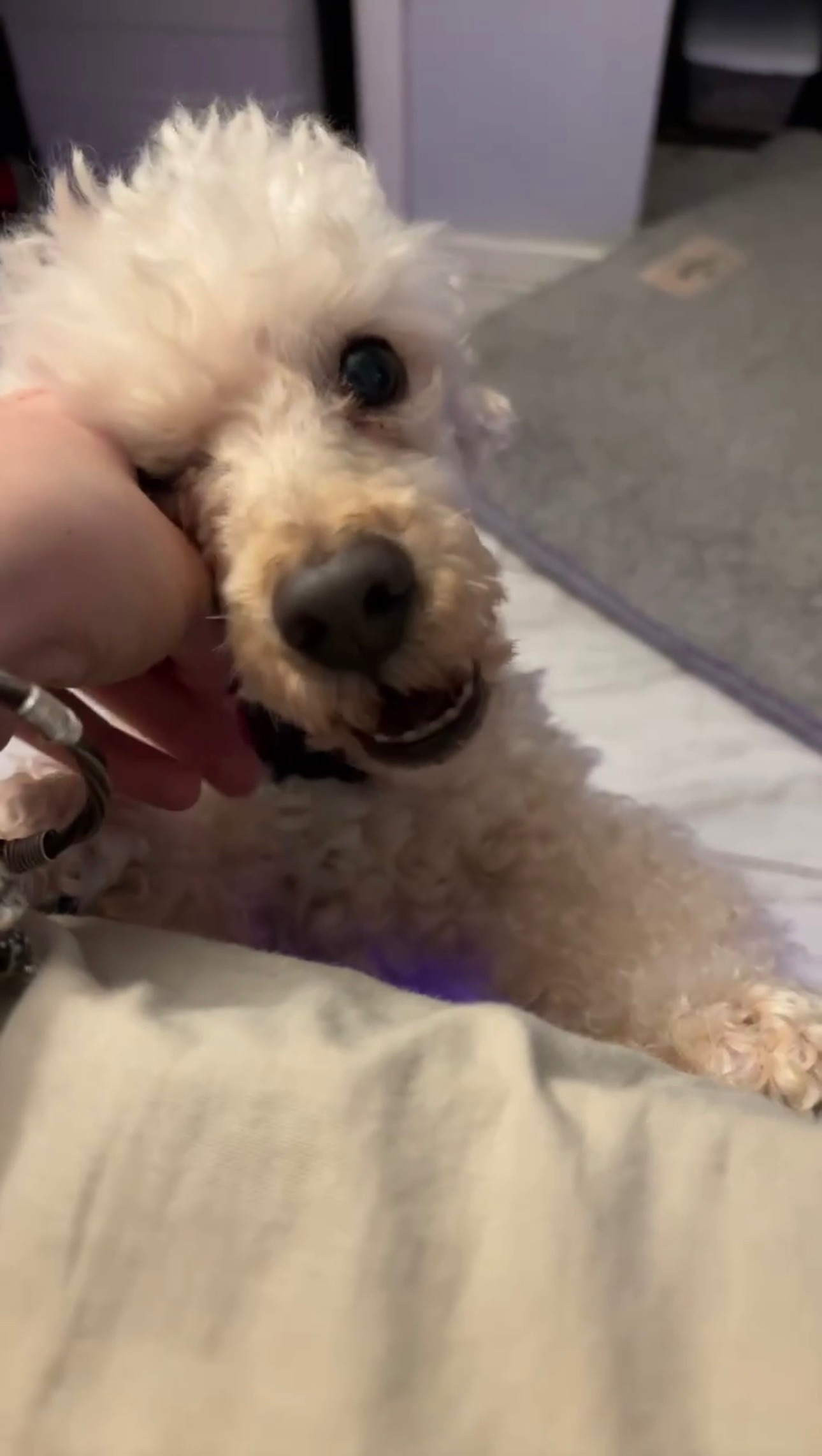 Urgent Surgery Needed for Paris the Poodle campaign photo, 6 of 8