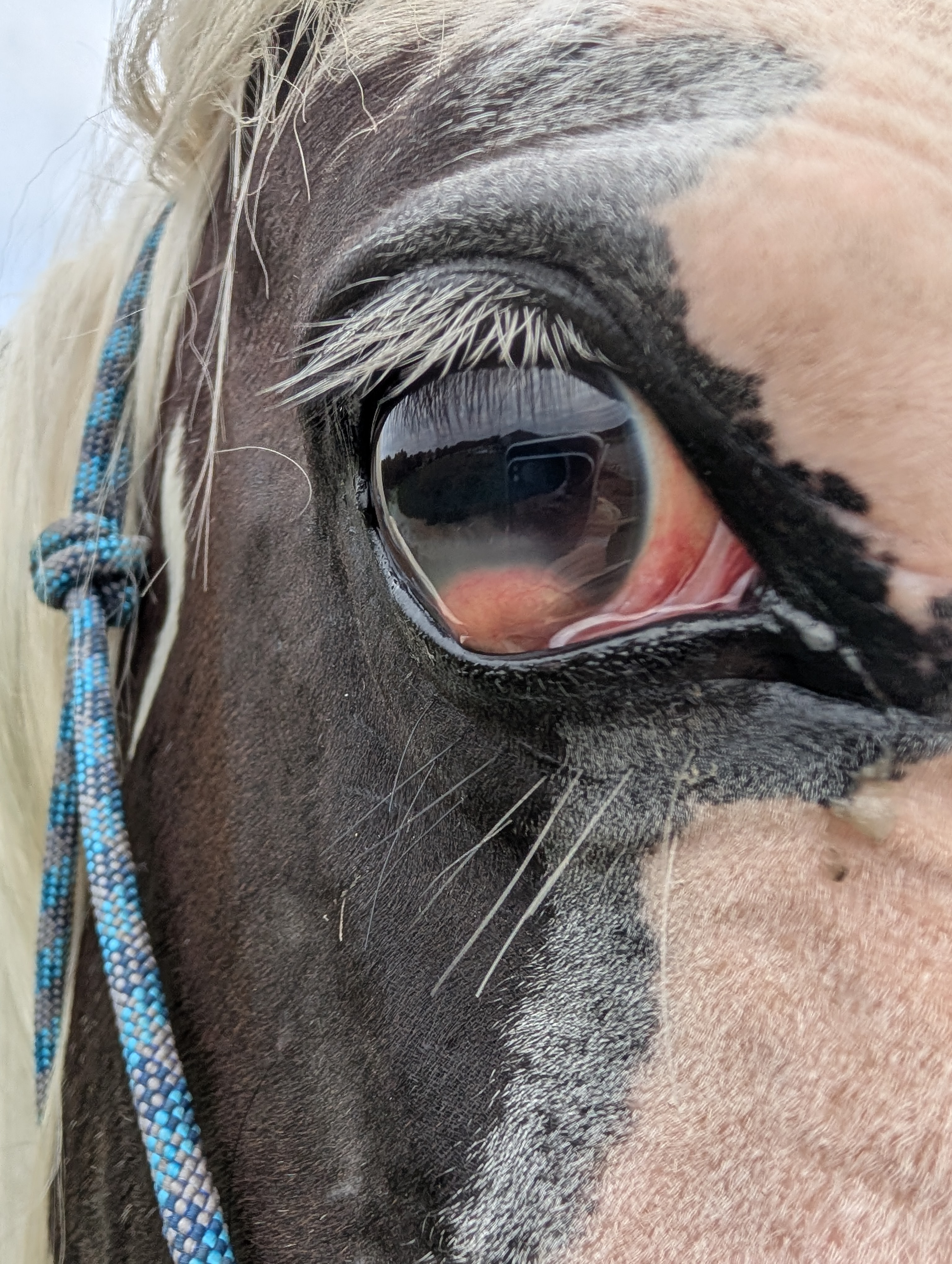 Help Ruger Beat Eye Cancer campaign photo, 7 of 8
