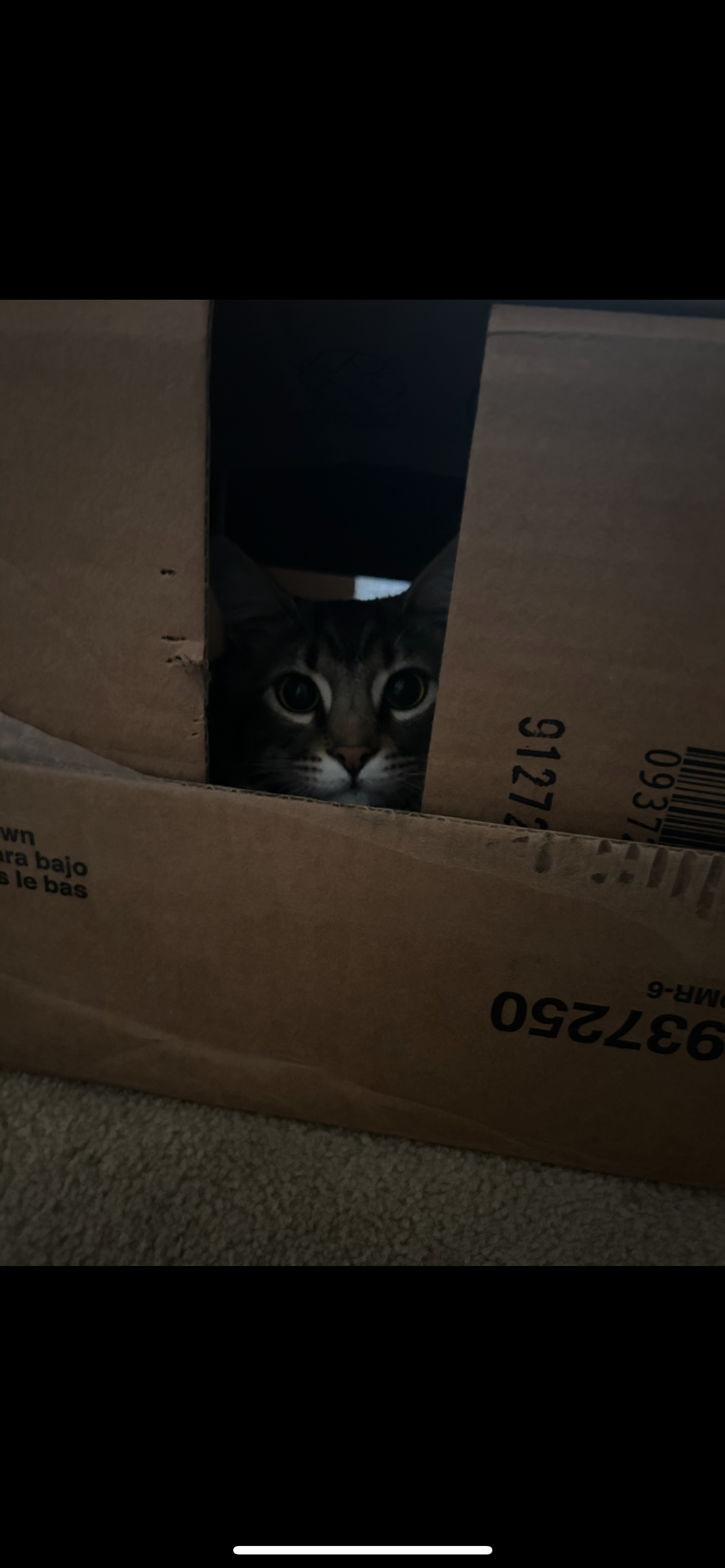 Urgent Help for Our Cat's Vet Care campaign photo, 5 of 6